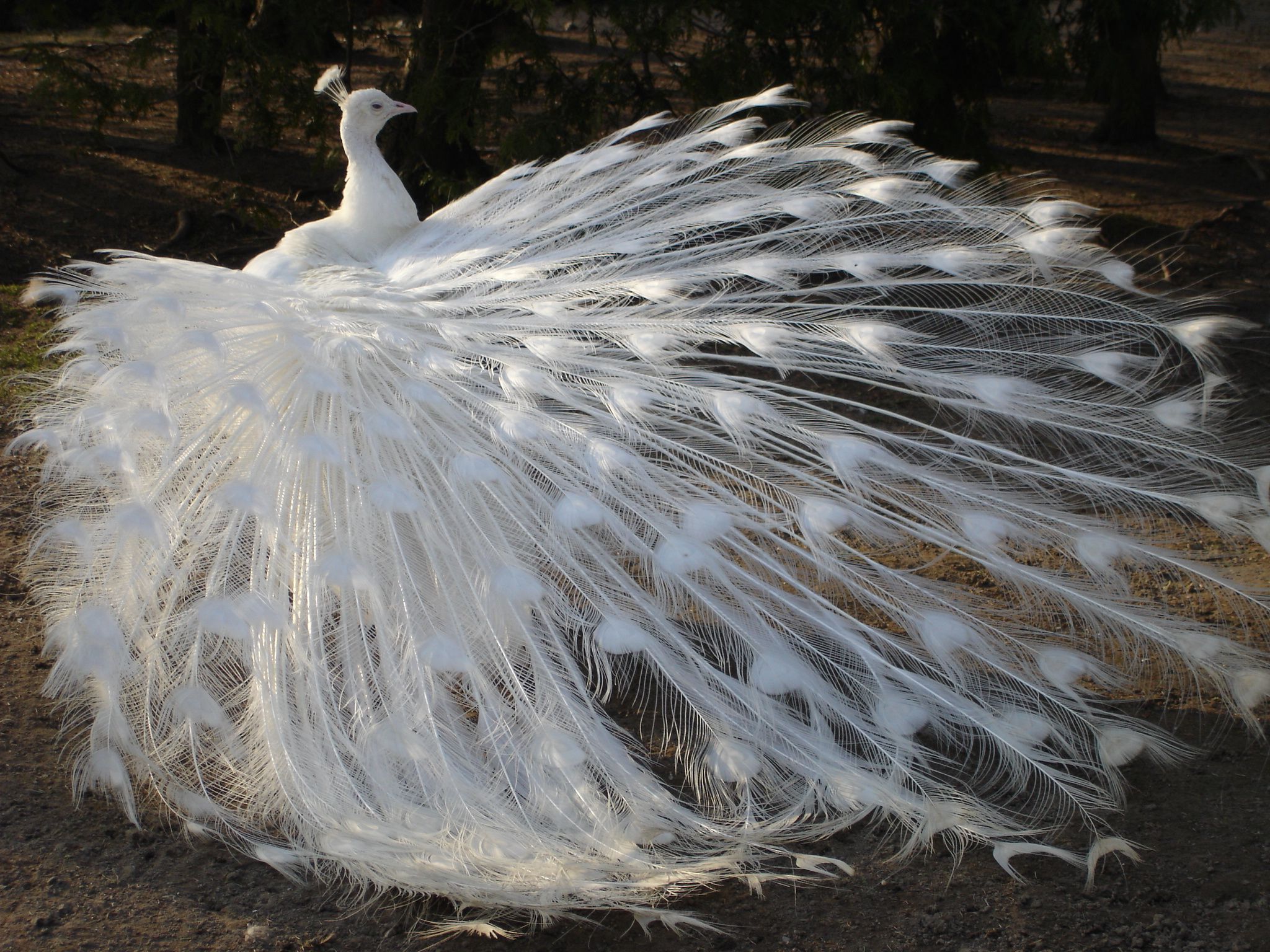 Weird Peacocks Wear Wedding Dresses | Peacocks, Wildlife and Bird