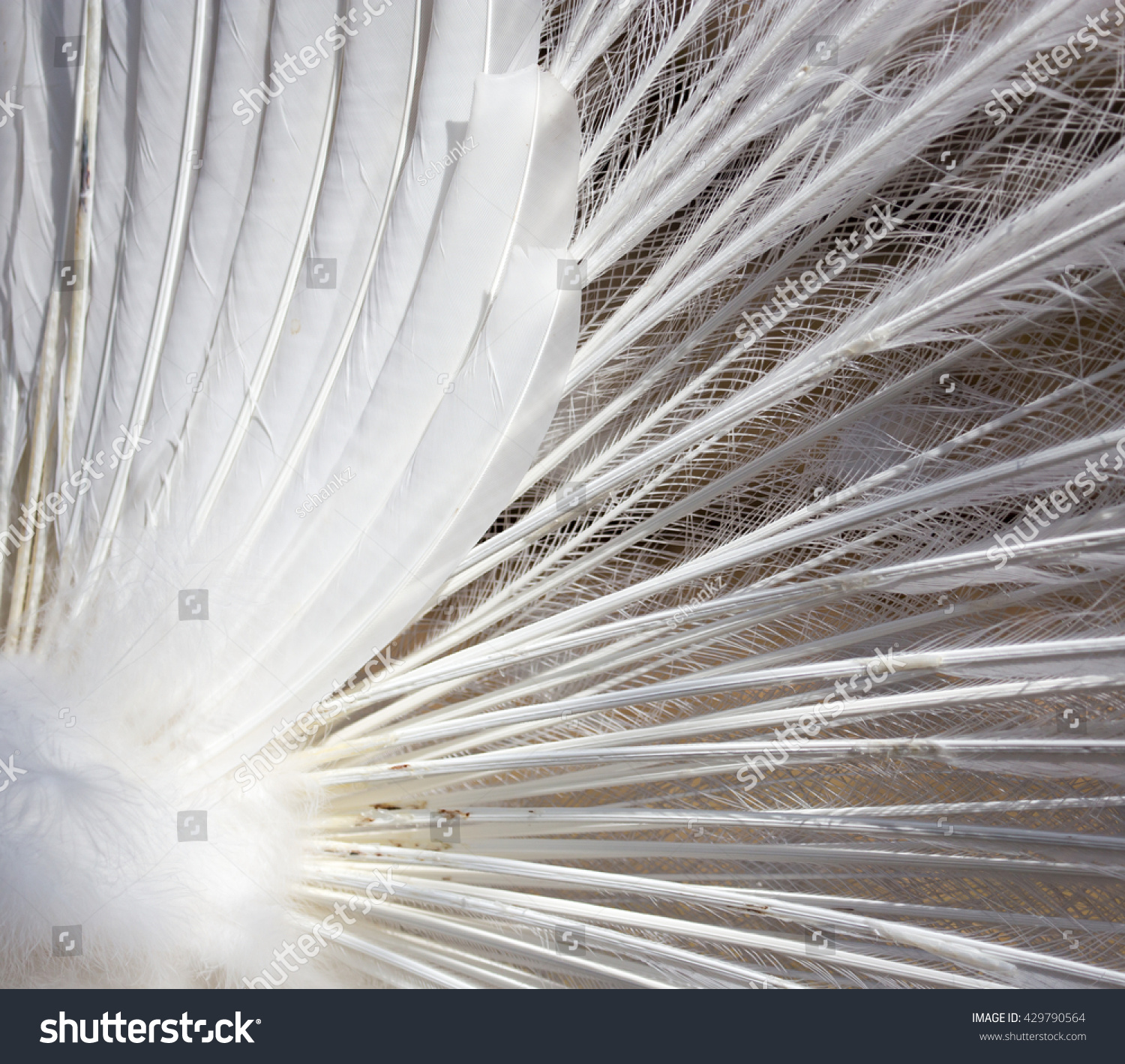 White Peacock Feathers Background Stock Photo (Royalty Free ...