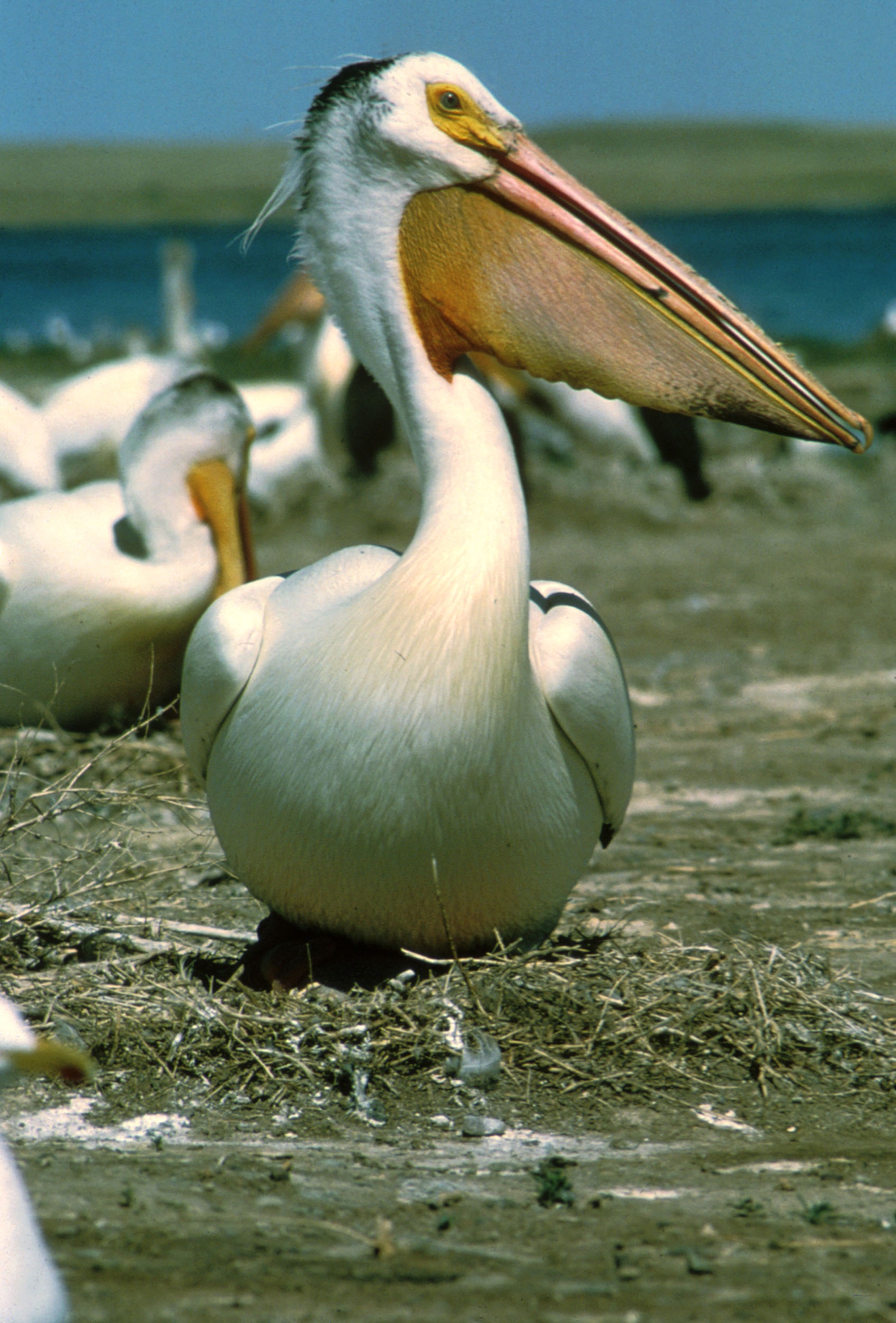 White pelican photo