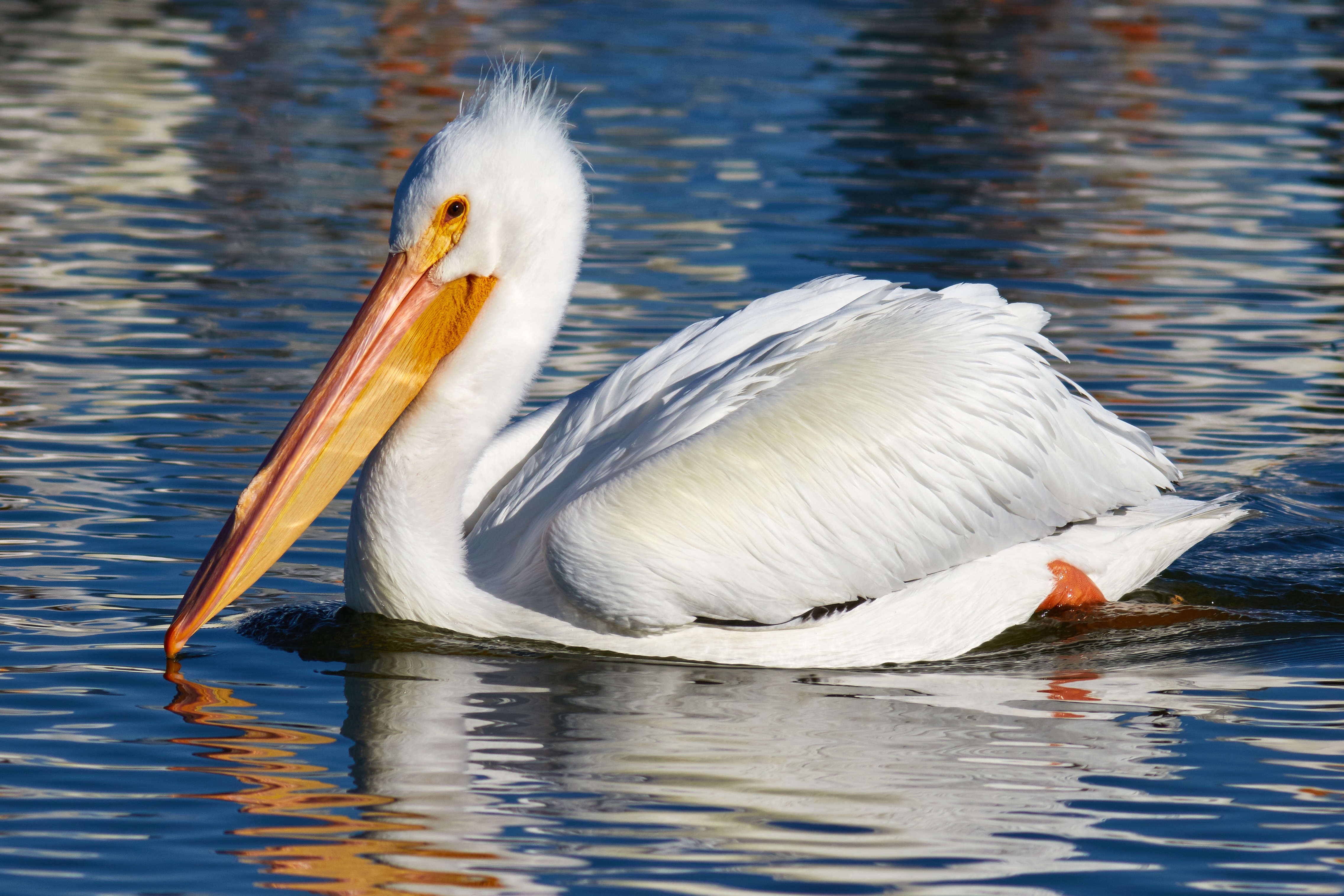 File:American White Pelican (Las Gallinas Wildlife Ponds).jpg ...