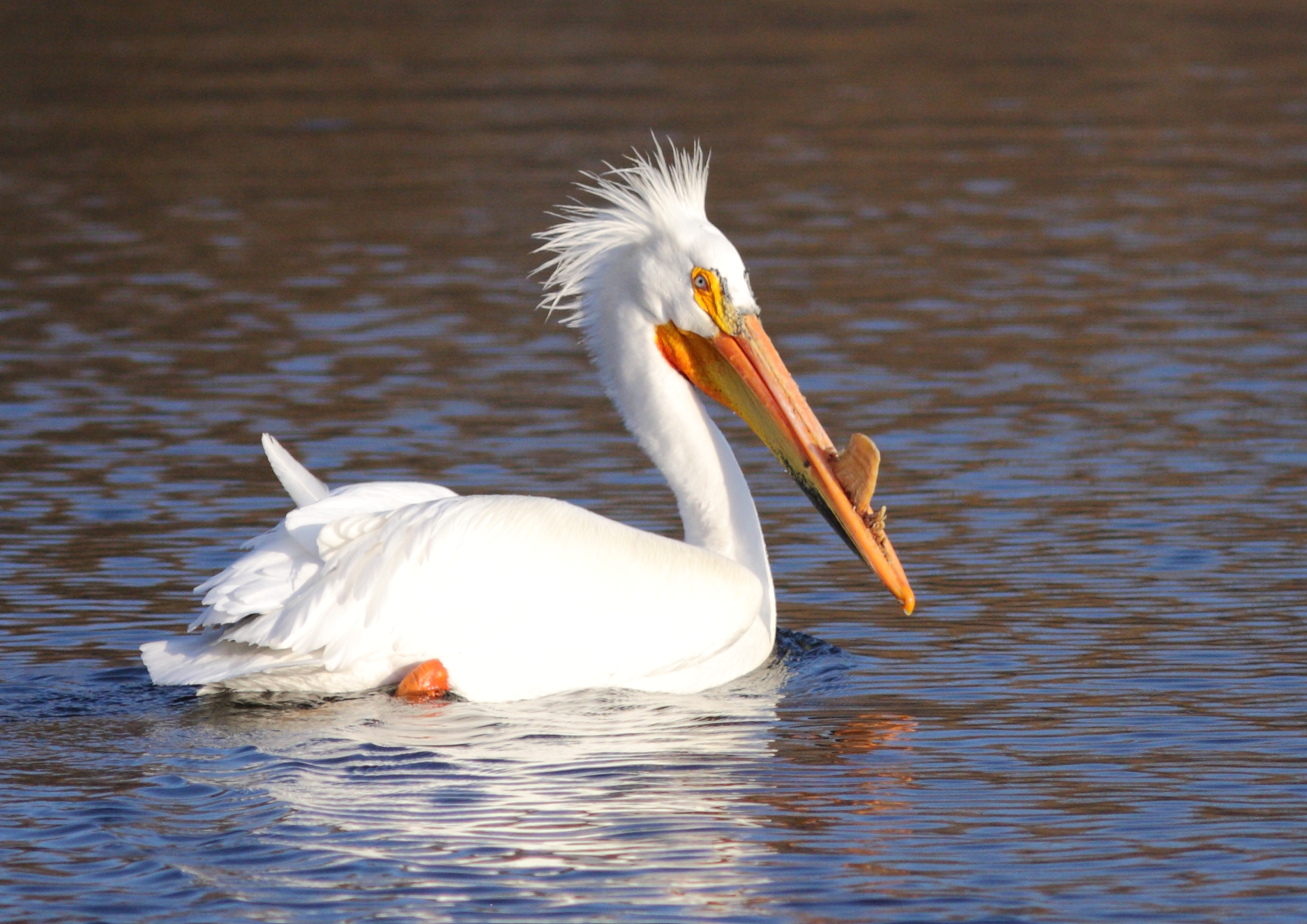 File:American White Pelican (breeding) in Green Bay, WI, 2013.JPG ...