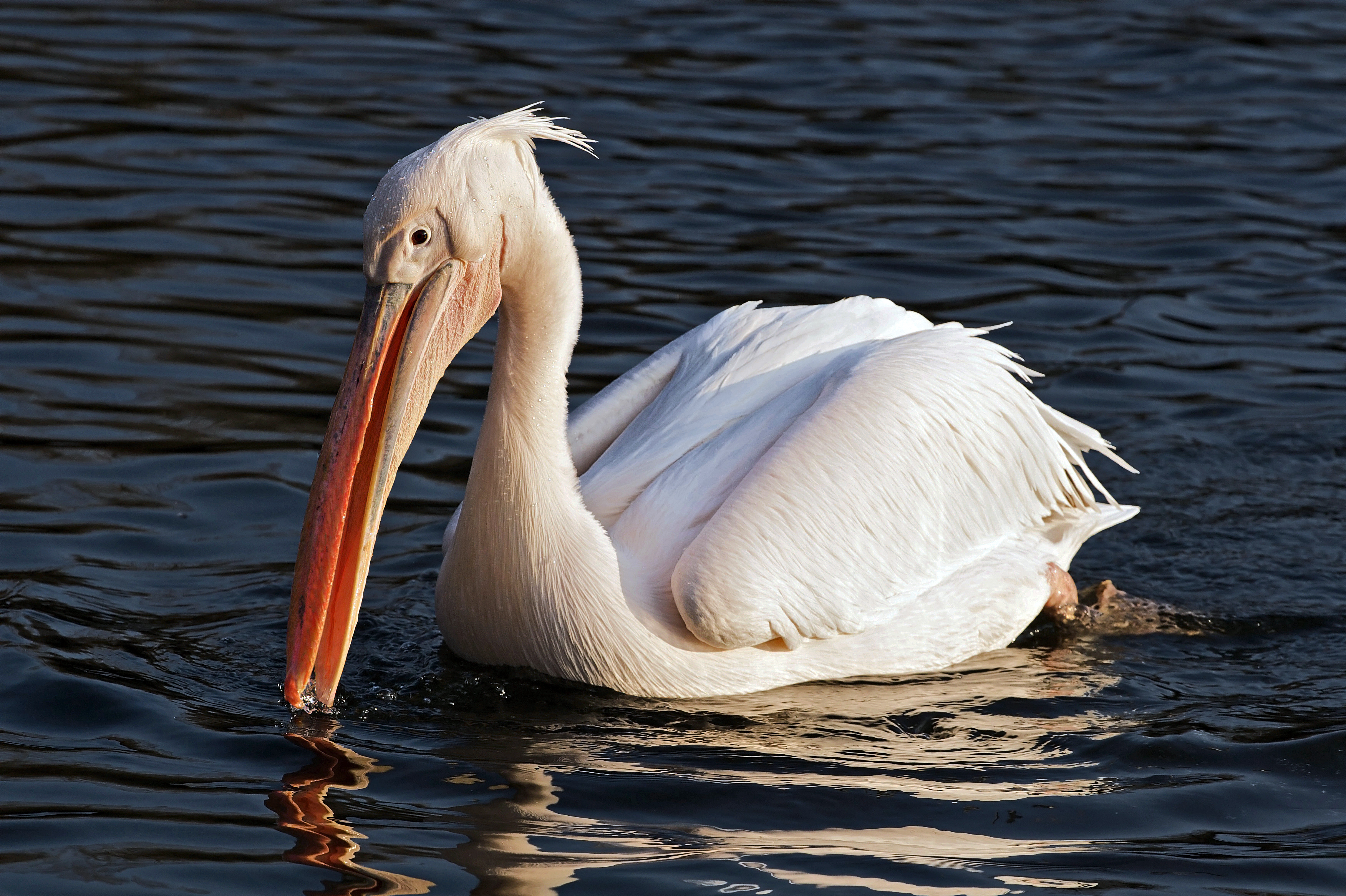 Great white pelican - Wikipedia