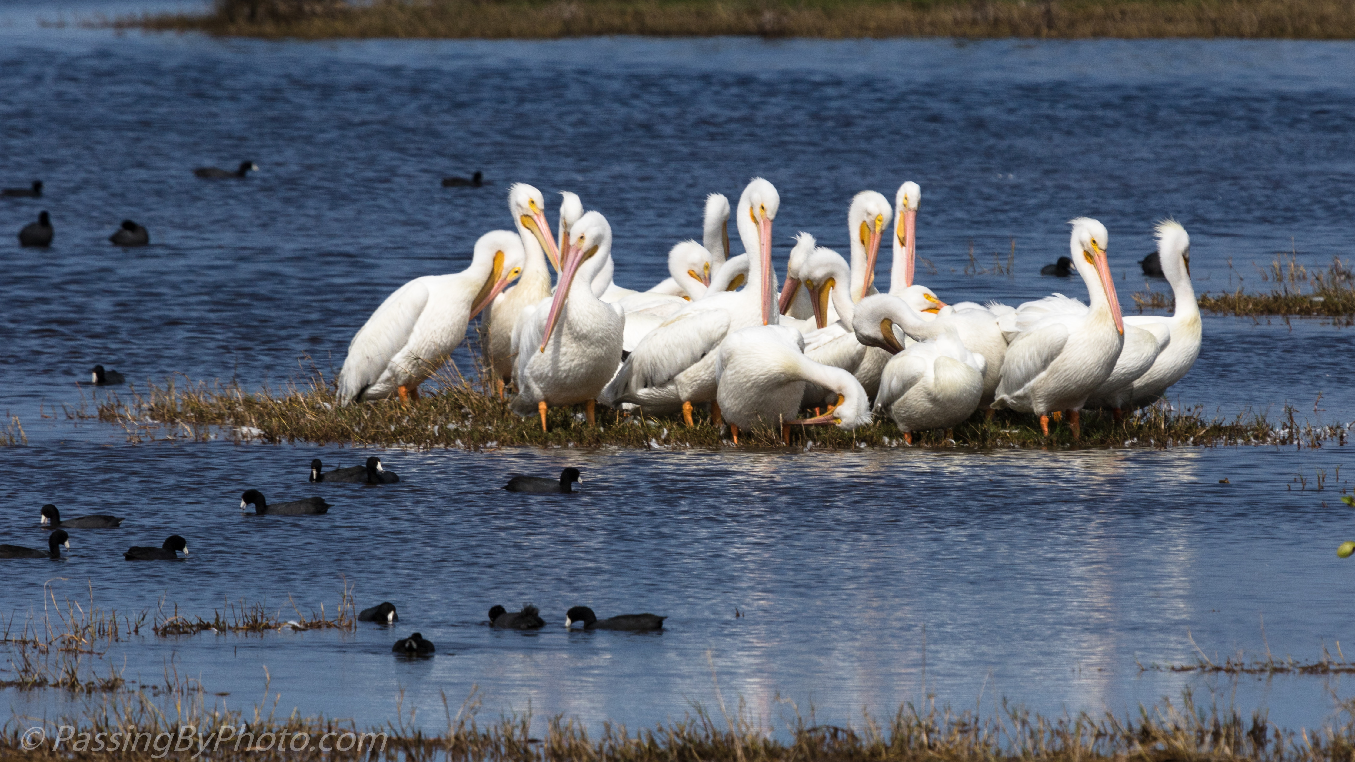 Resting American White Pelicans | Passing By Photo