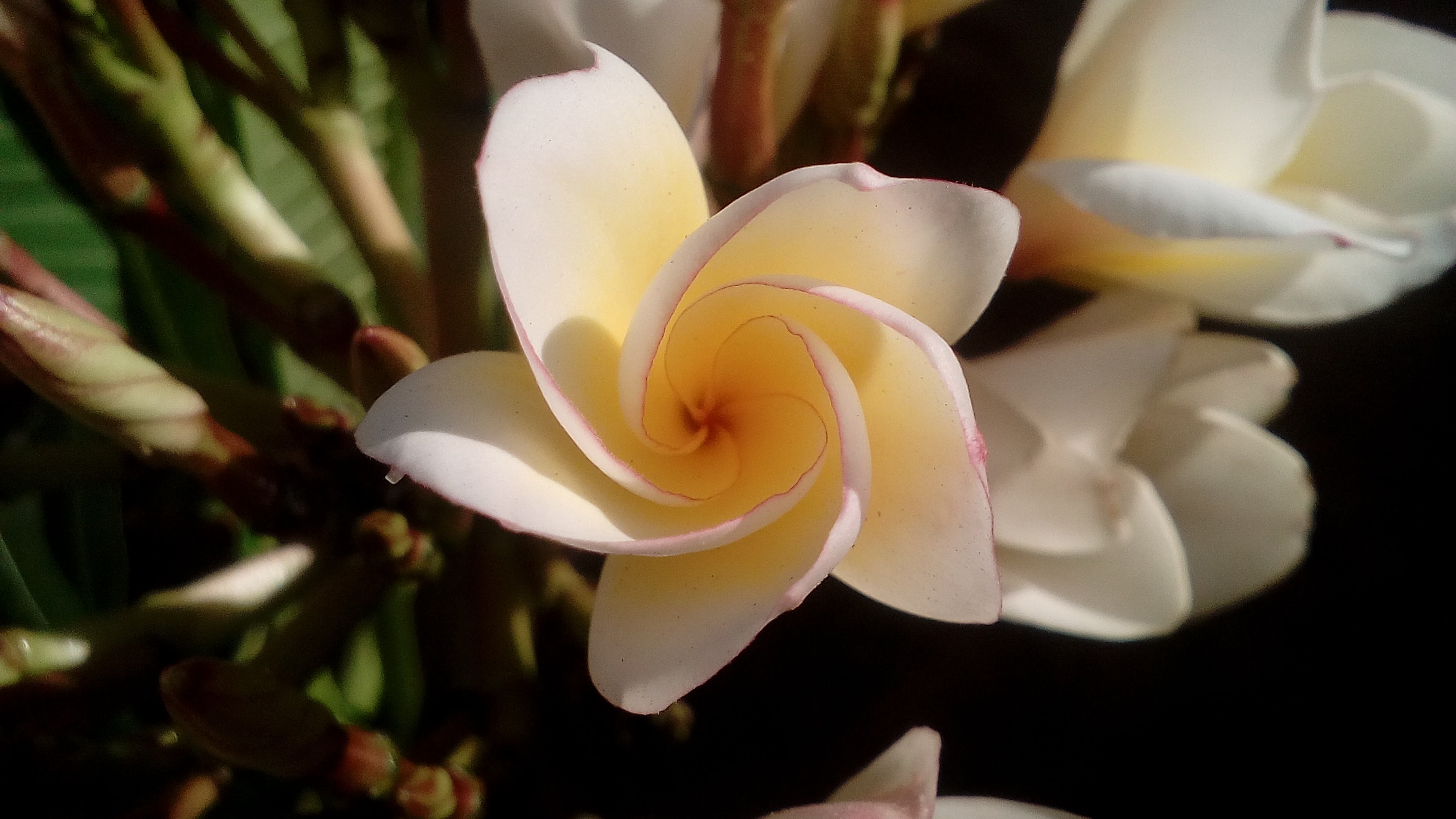 White petal flower photo