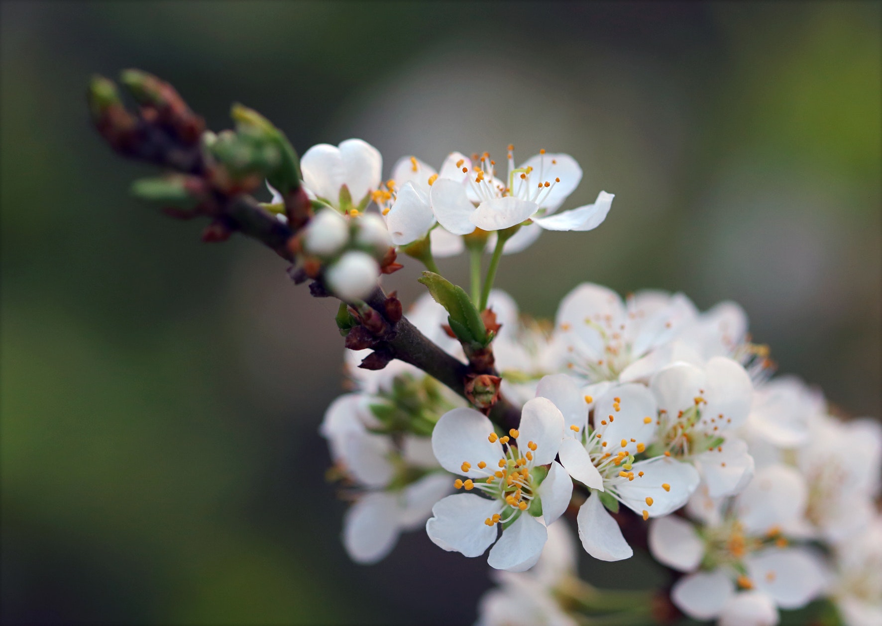 White Petal Flower, Bloom, Nature, Plum, Plant, HQ Photo