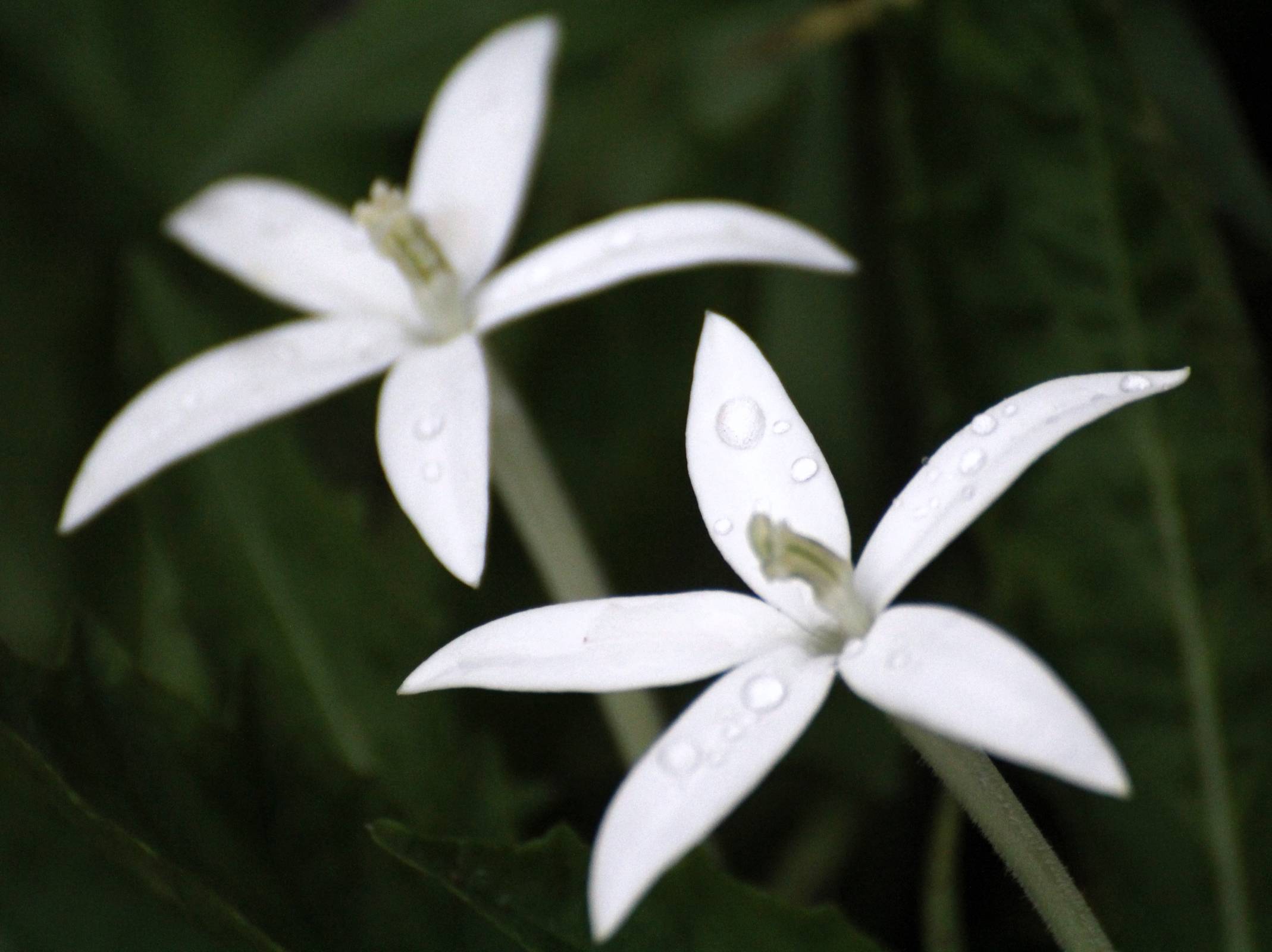 identification - Identifying this white wildflower - Gardening ...