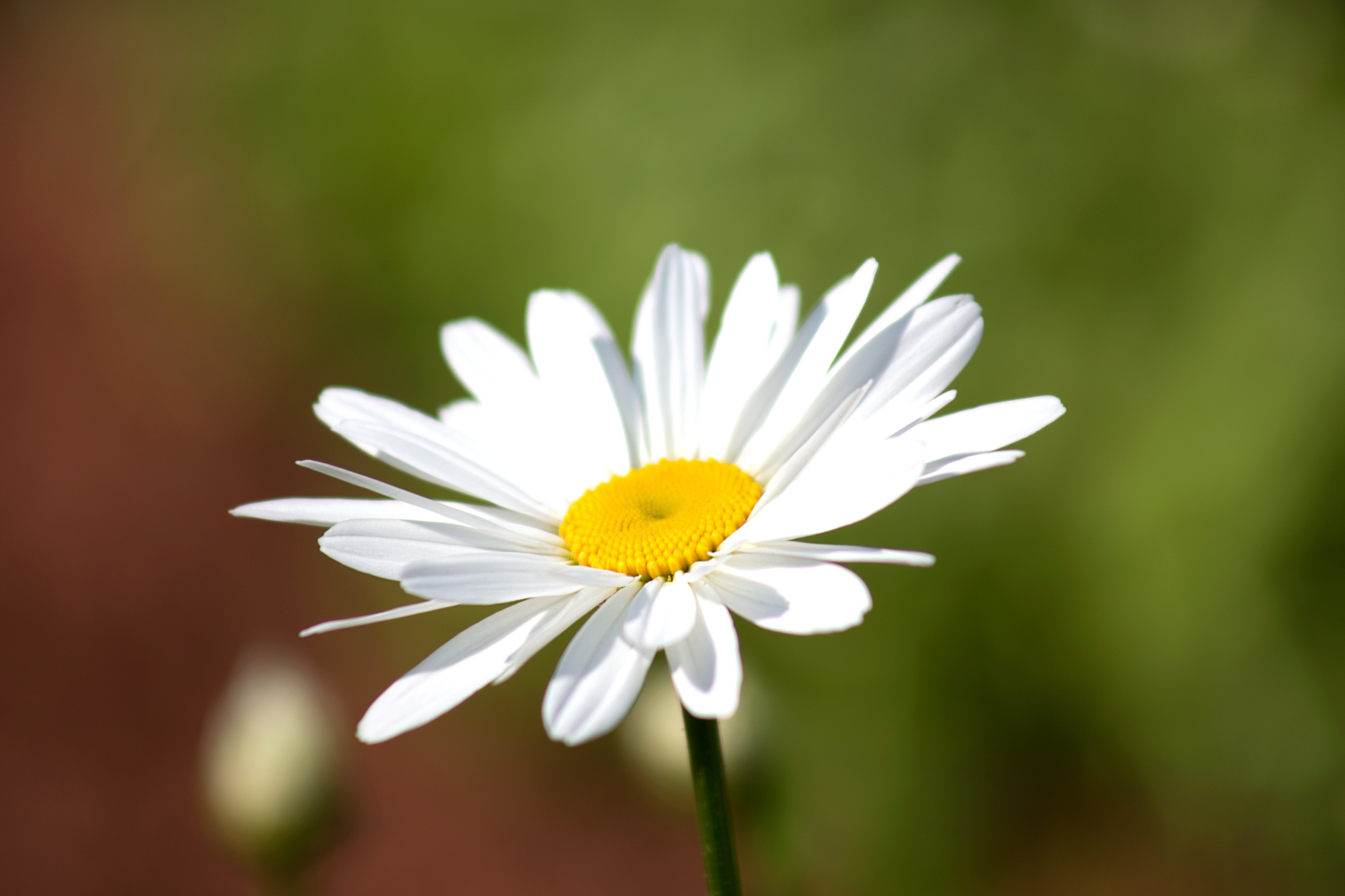 Free picture: white flower, white petals, nectar, summer