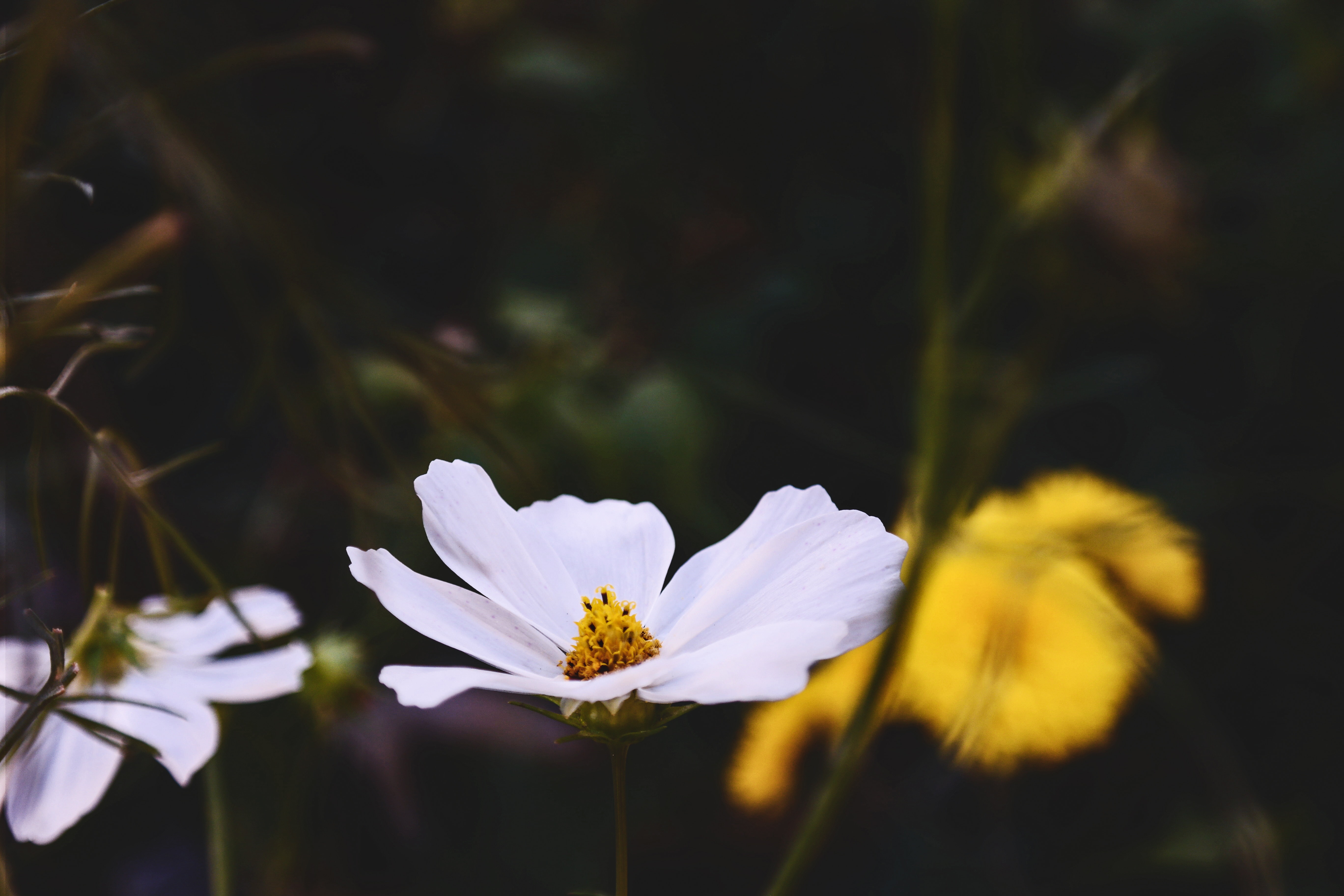 White petal flower near yellow flower during daytime photo