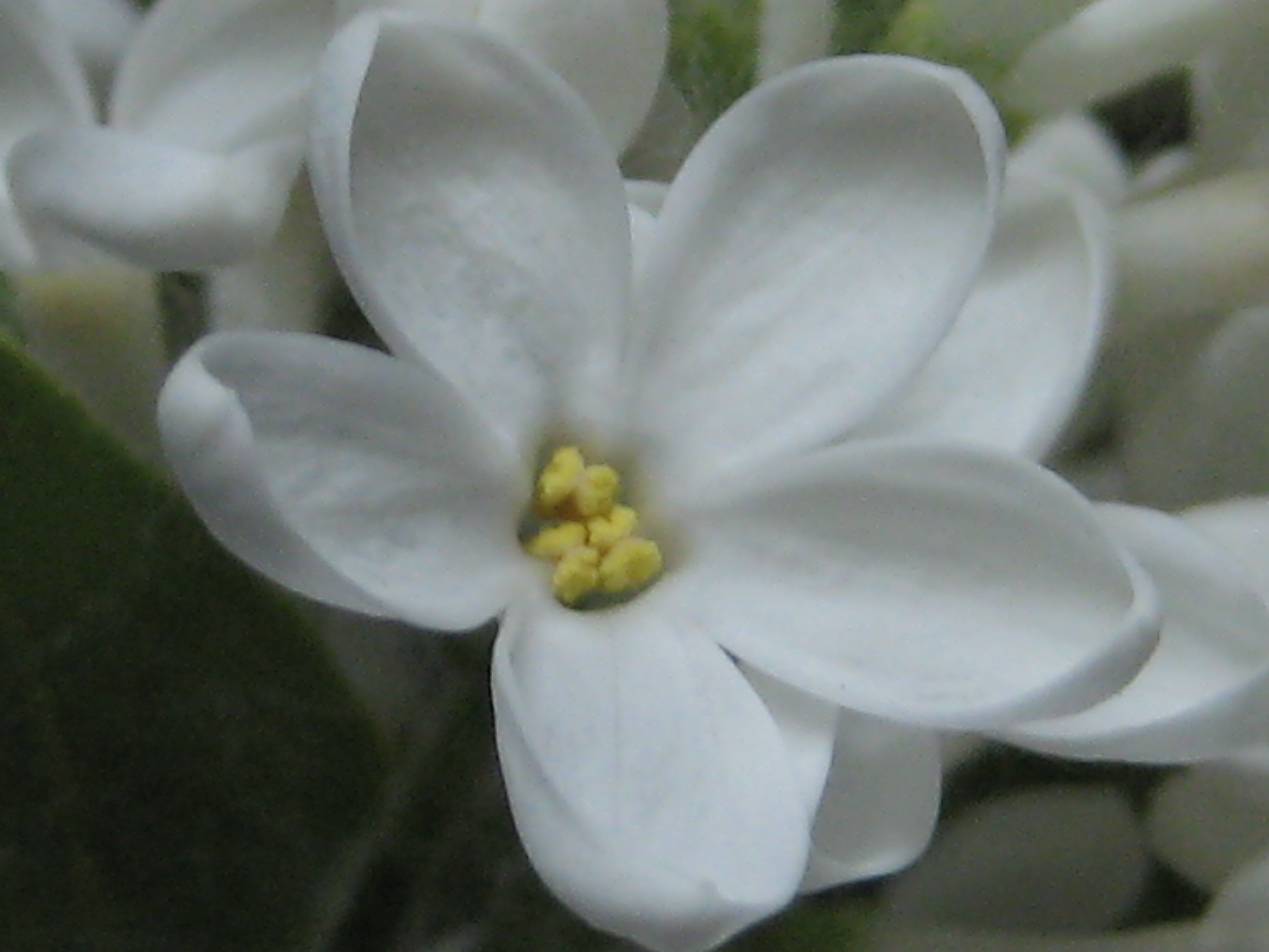 Five Petal White Flower Image collections - Flower Decoration Ideas