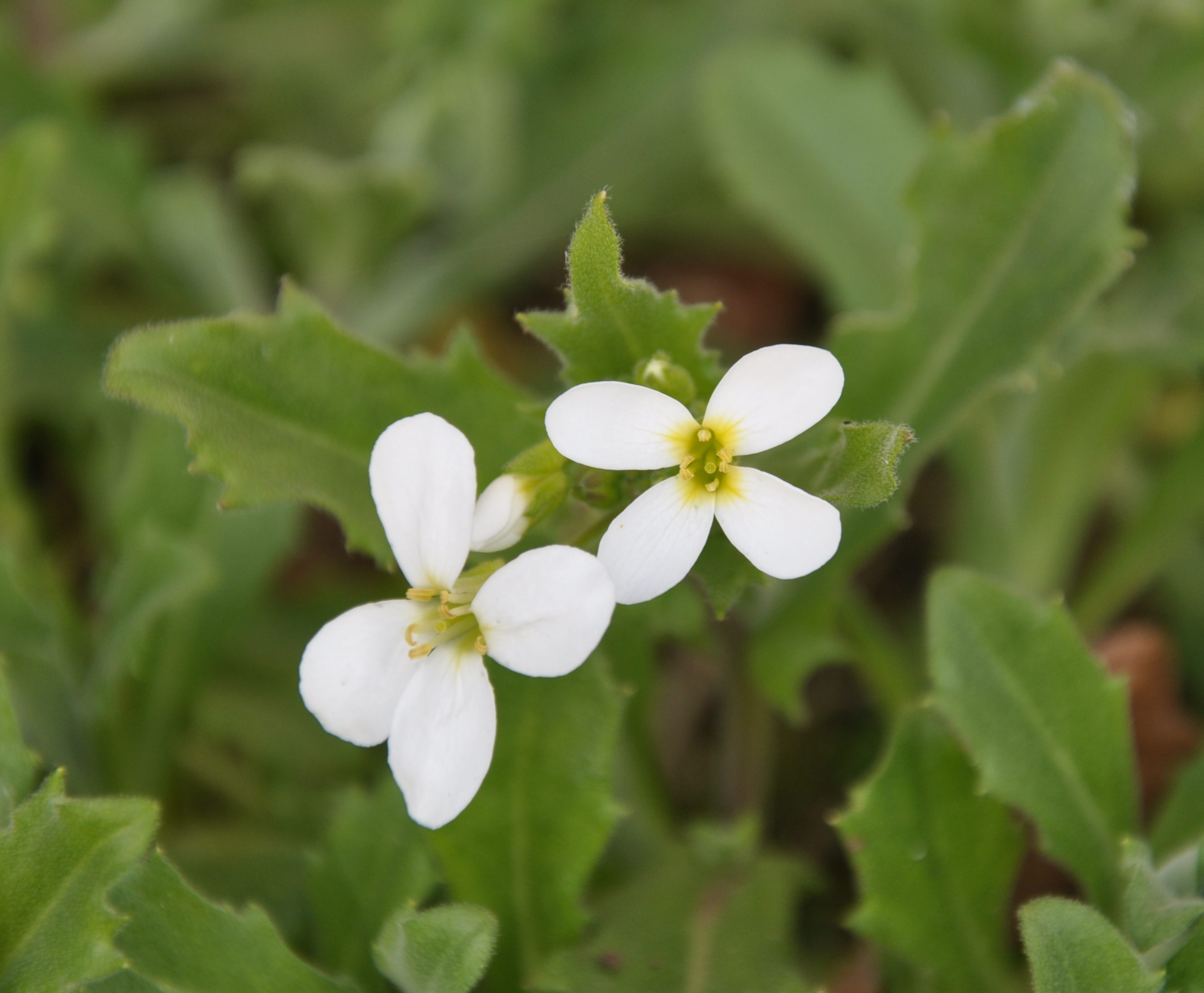 identification - What is this white-flowered ground cover plant ...