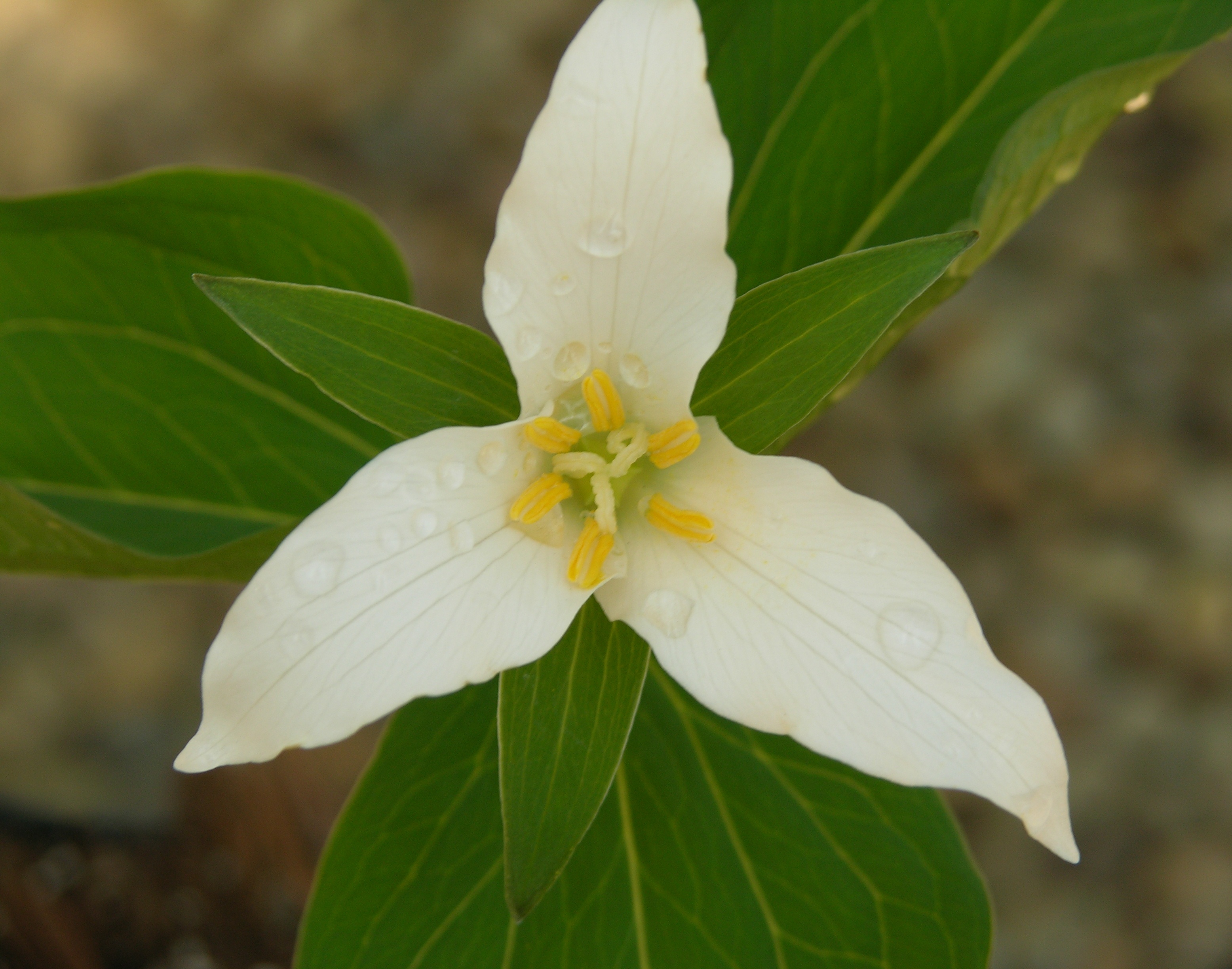 The Wild Garden: Hansen's Northwest Native Plant Database