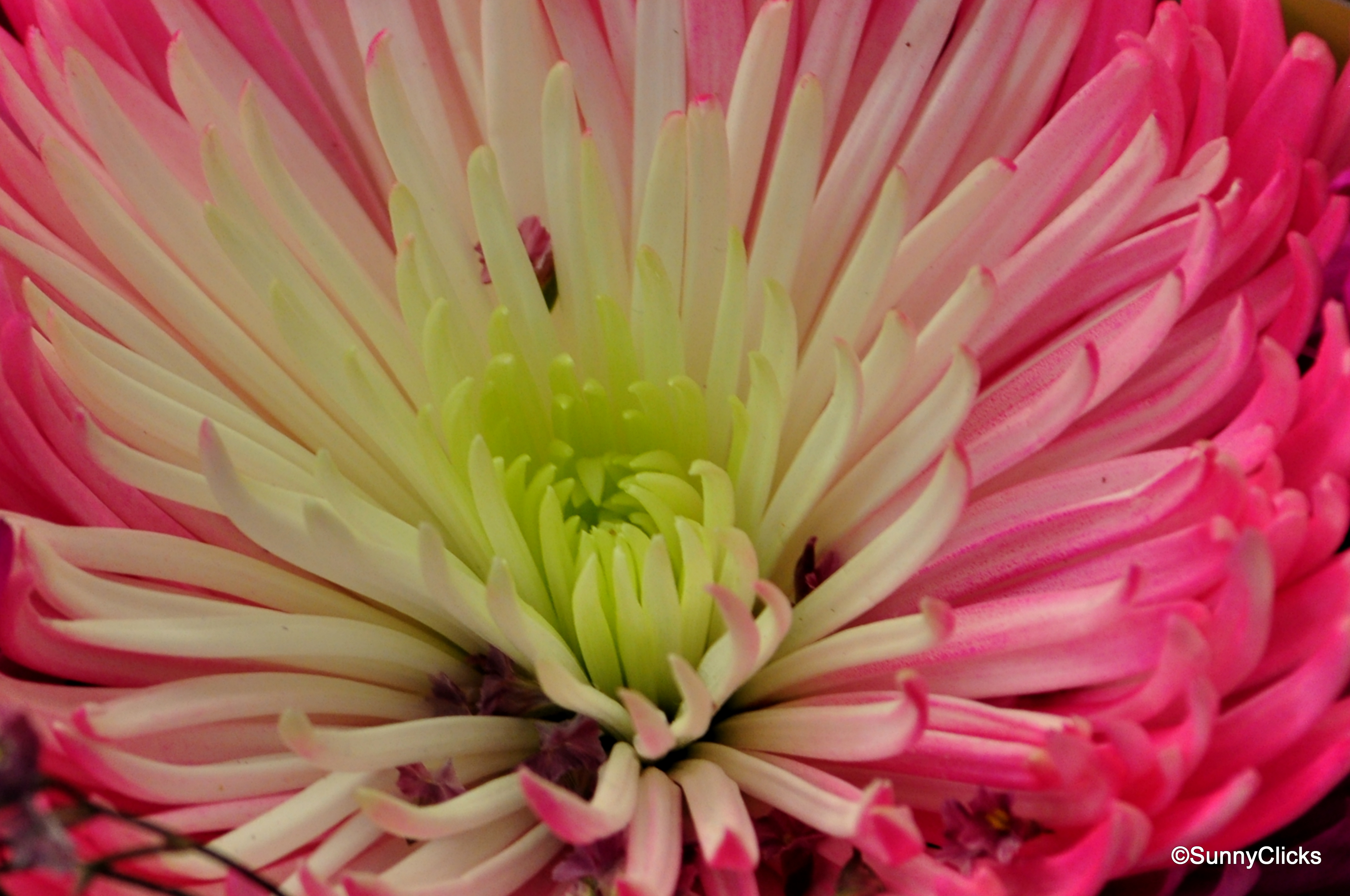 Day 99 ] Pink-White Flower – Sunny's Project 366 @2012