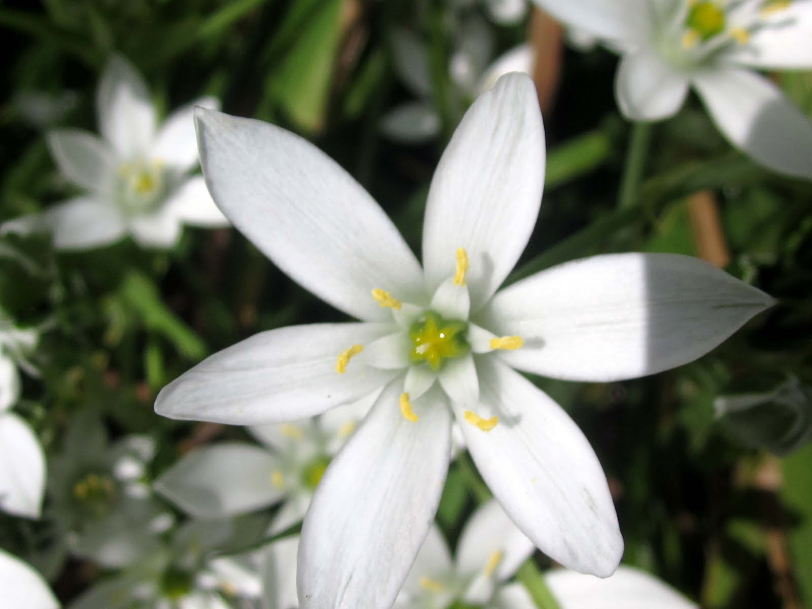 White Six Petal Flower Choice Image - Flower Decoration Ideas