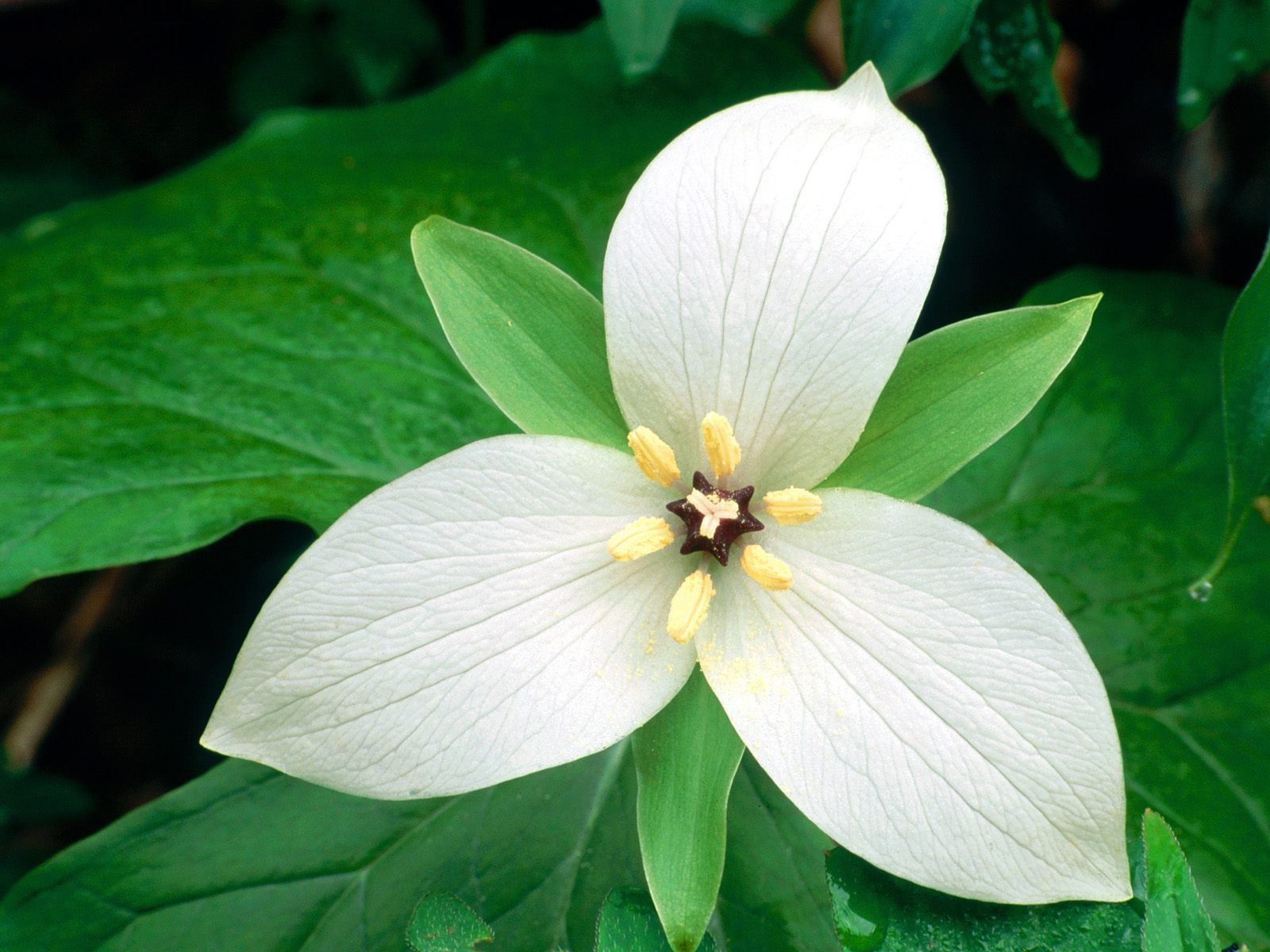 HD Wallpapers: 1600x1200 » Flowers » Amazing white flower with three ...