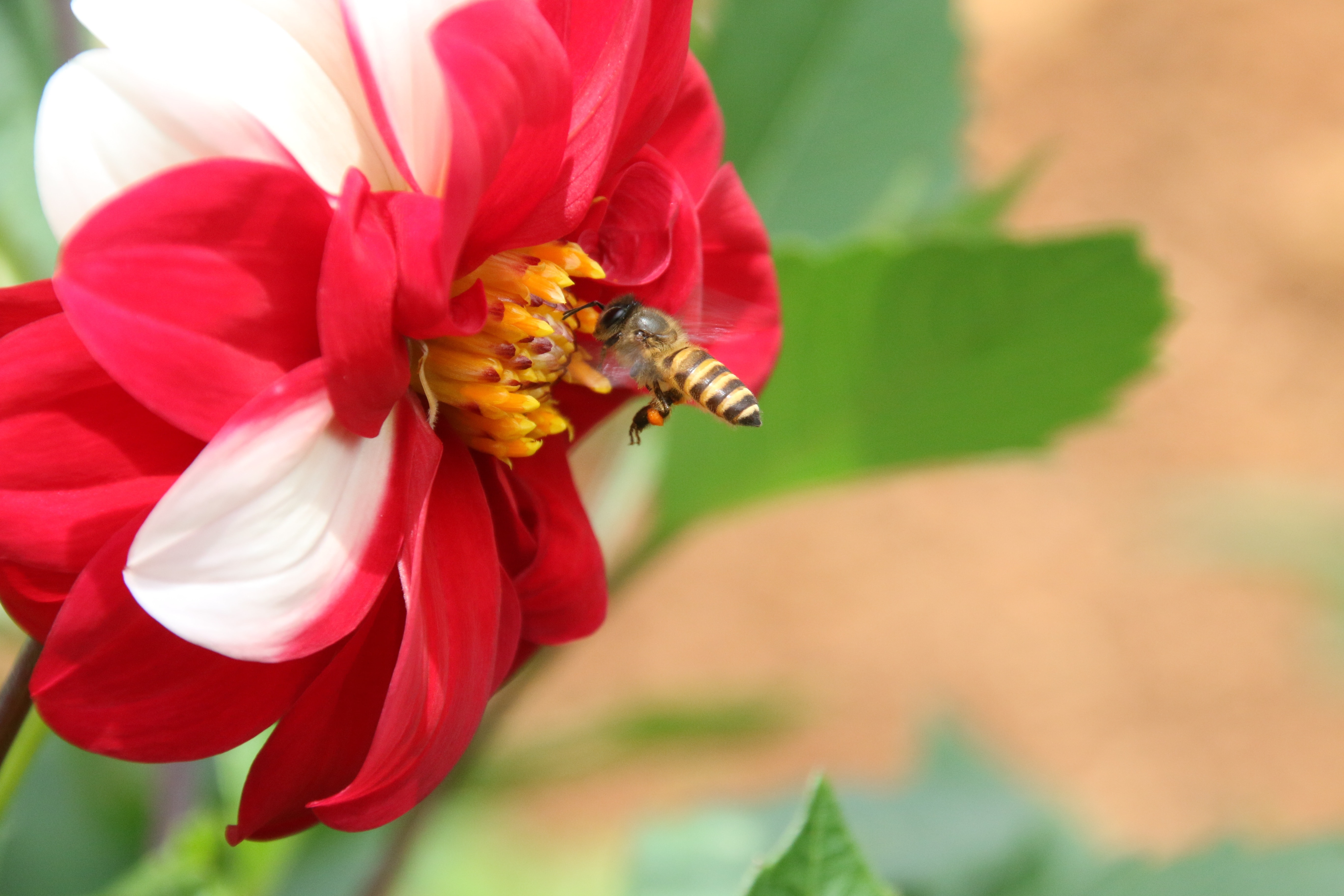 red and white petal flower with bee free image | Peakpx