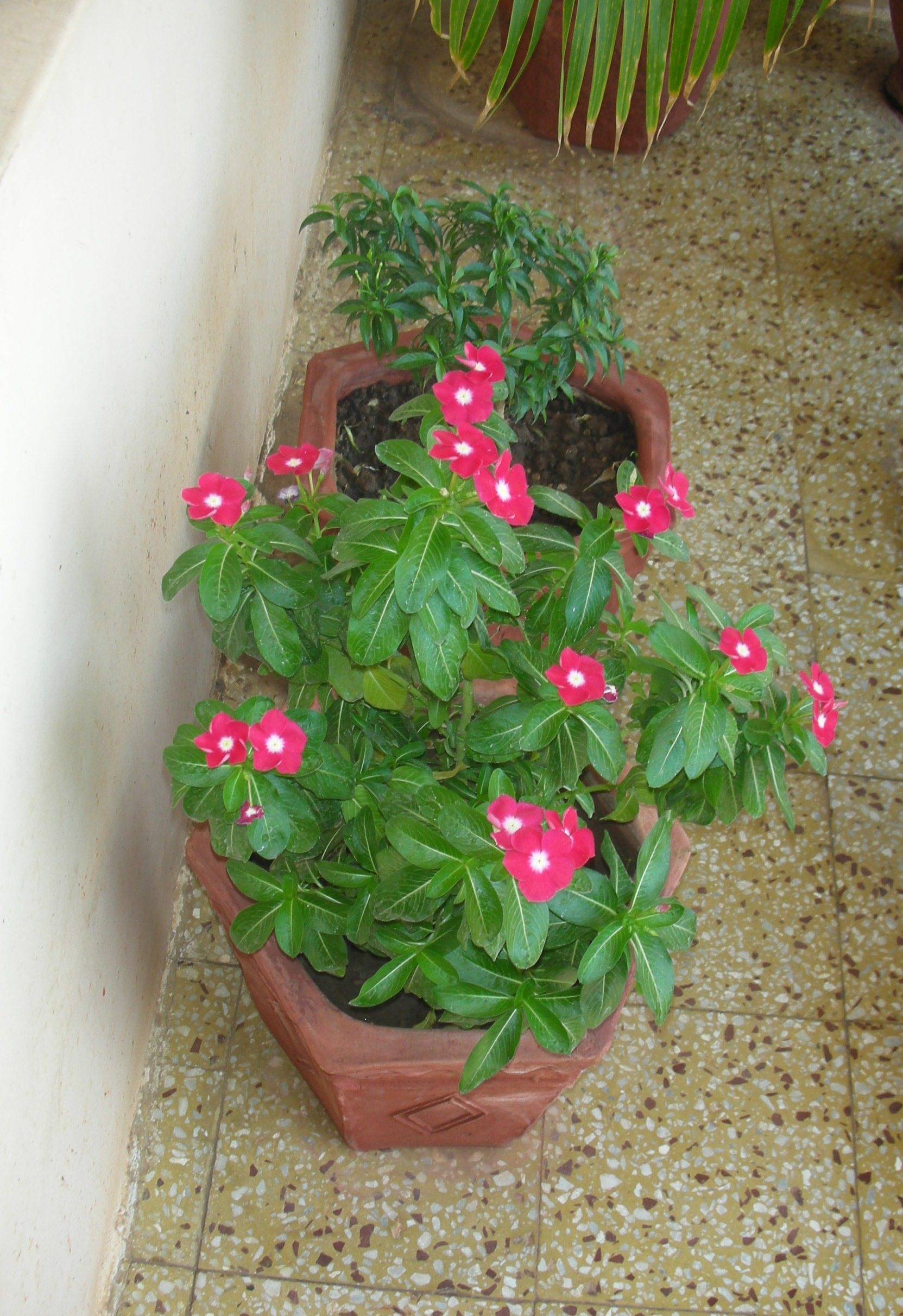 5-petaled, Reddish-pink Petals Surrounding A White Center | Flowers ...