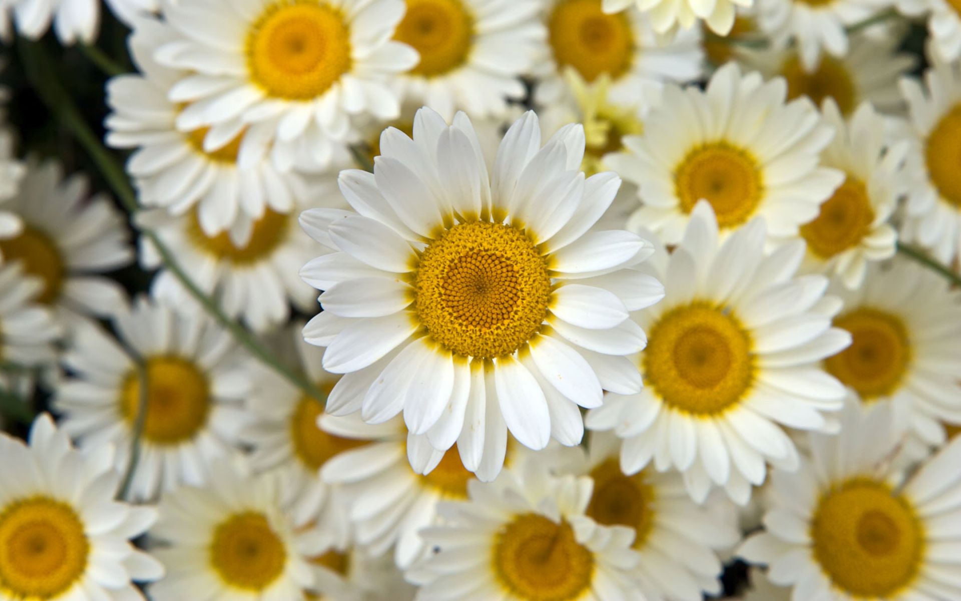 White Petaled Flowers | HD Flowers Wallpapers for Mobile and Desktop