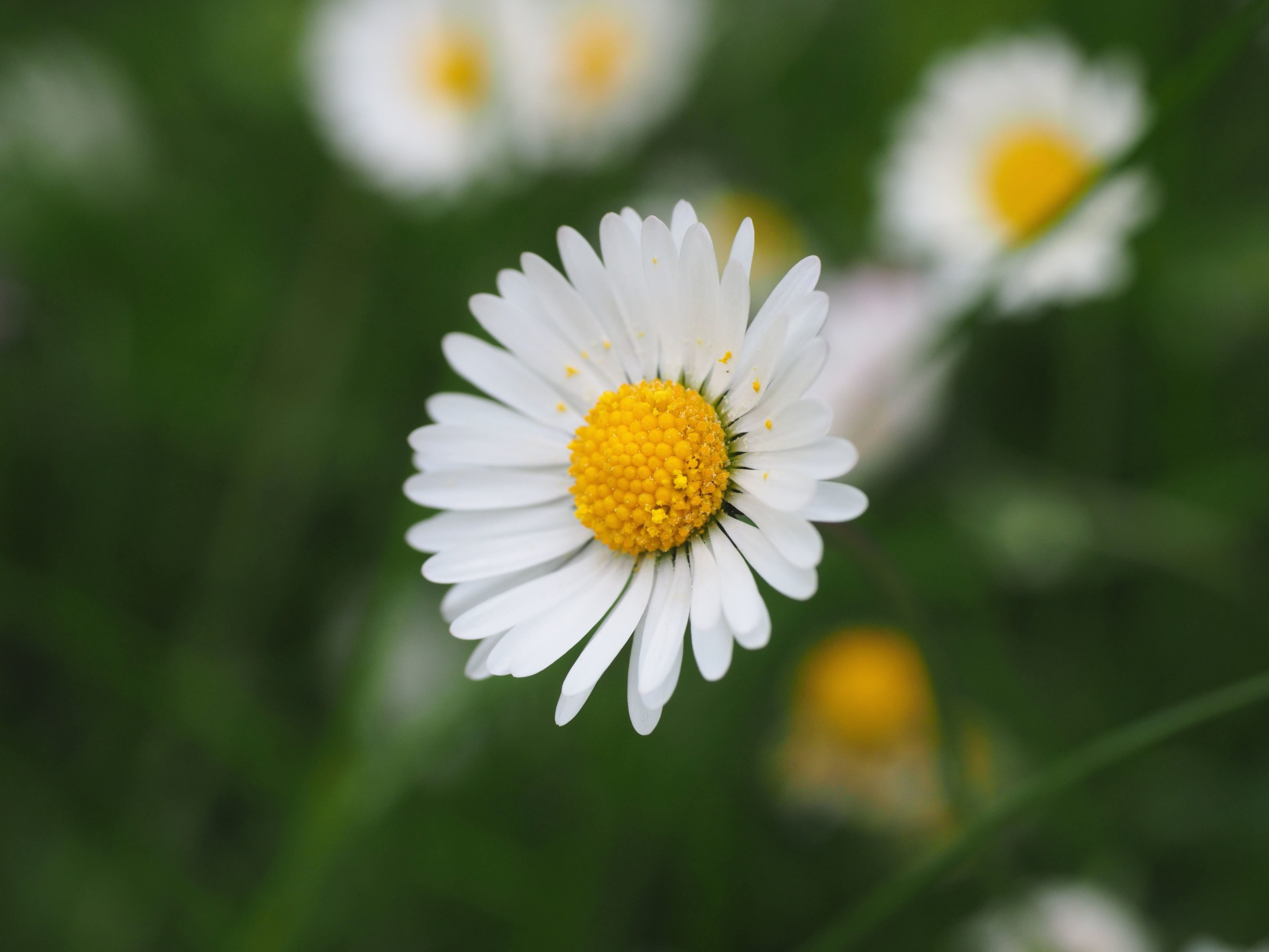 Free picture: white petaled, flora, flowers, focus, petals, pollen