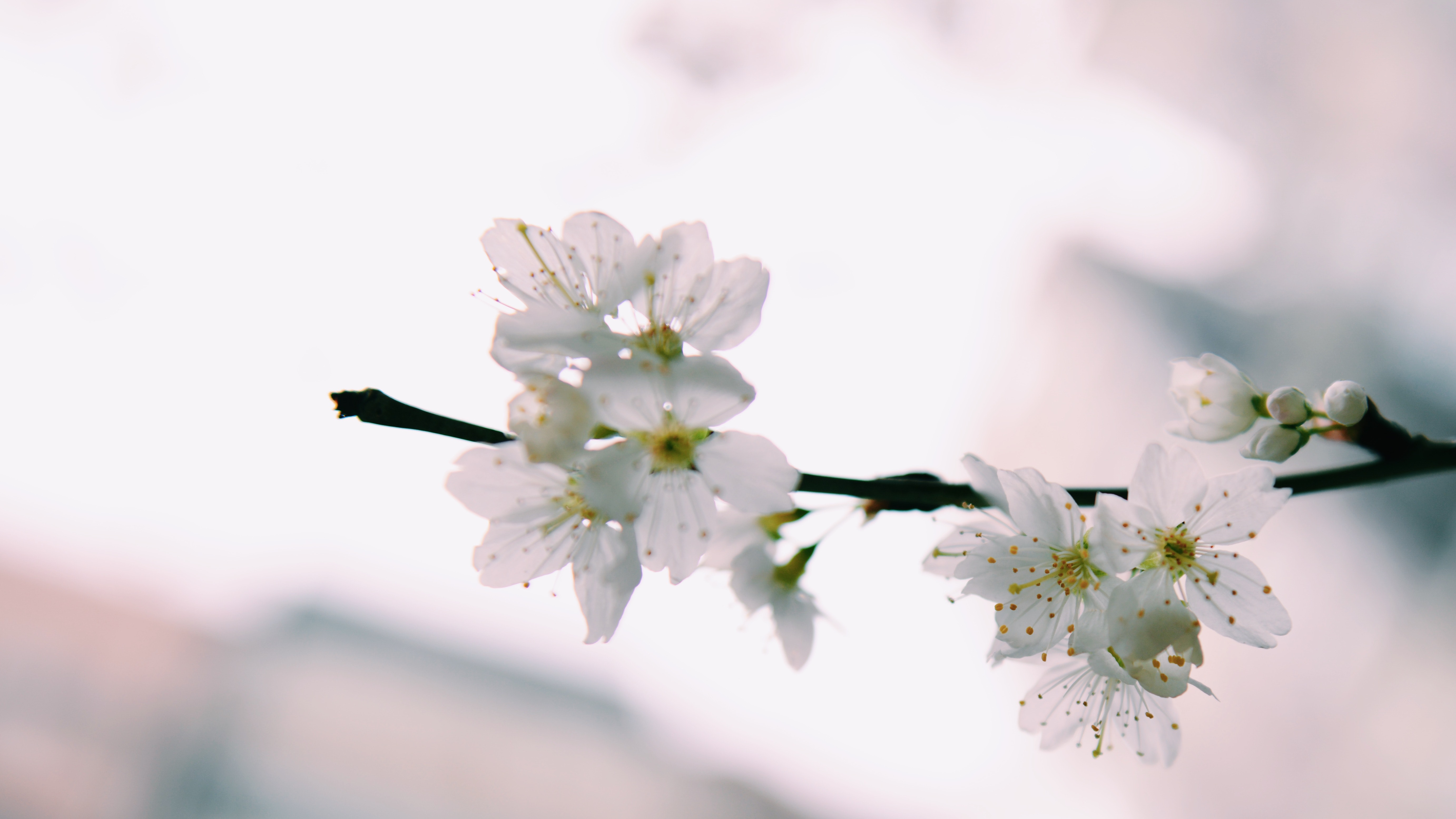White Petaled Flowers, Beautiful, Flower buds, Season, Plum, HQ Photo