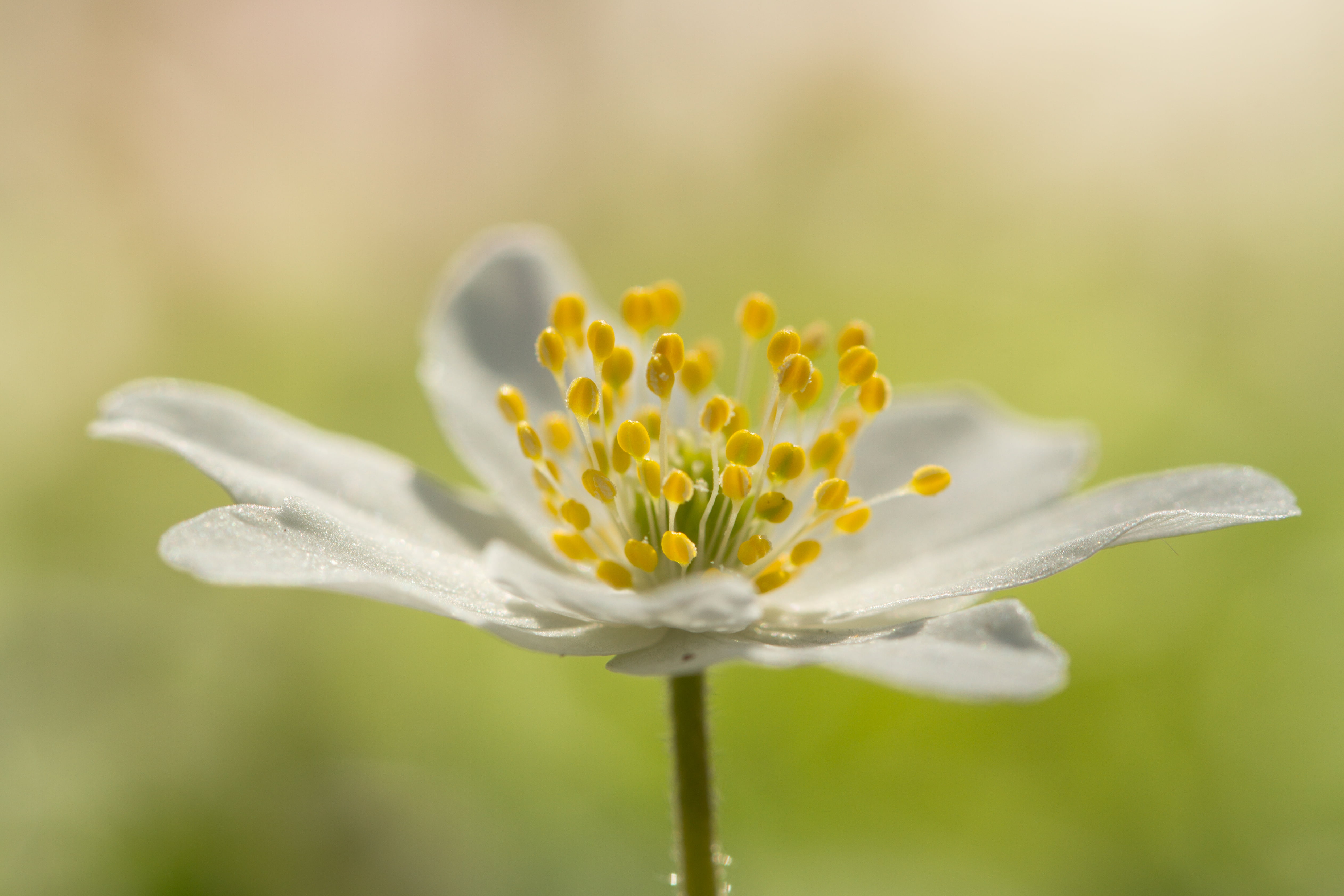 Selective focus micro photography of white petaled flower HD ...