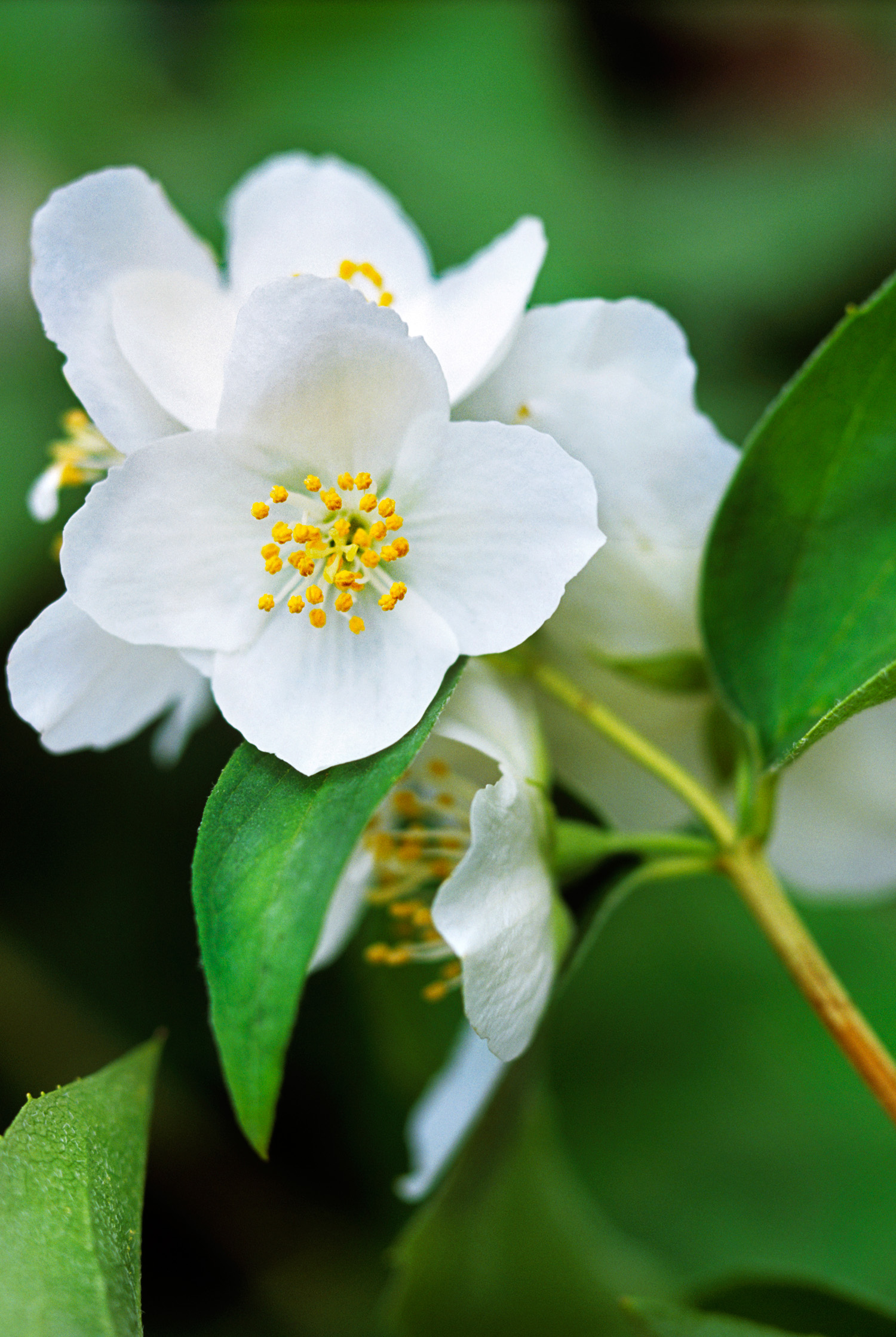16 Favorite Fragrant Blossoms - Sunset Magazine