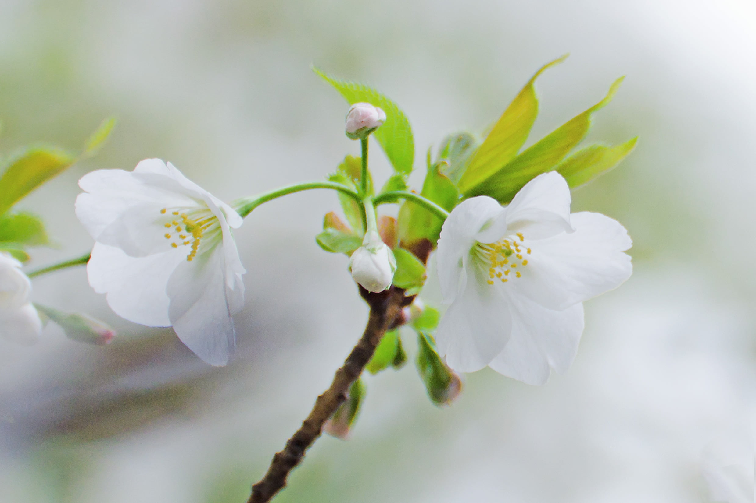 Two white petaled flowers on selective focus photography HD ...