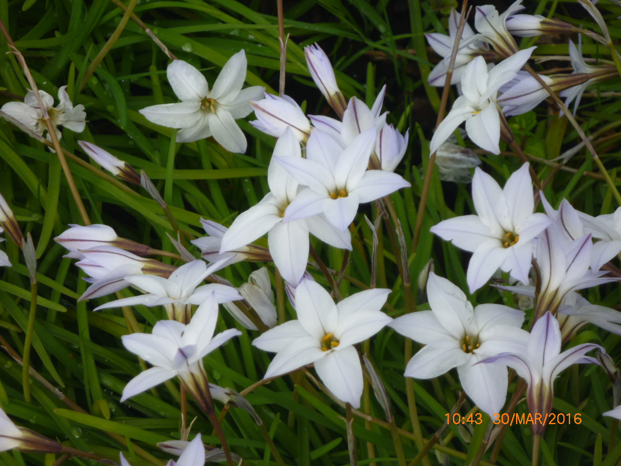 Luxury White Six Petal Flower Mold - Wedding and flowers ispiration ...