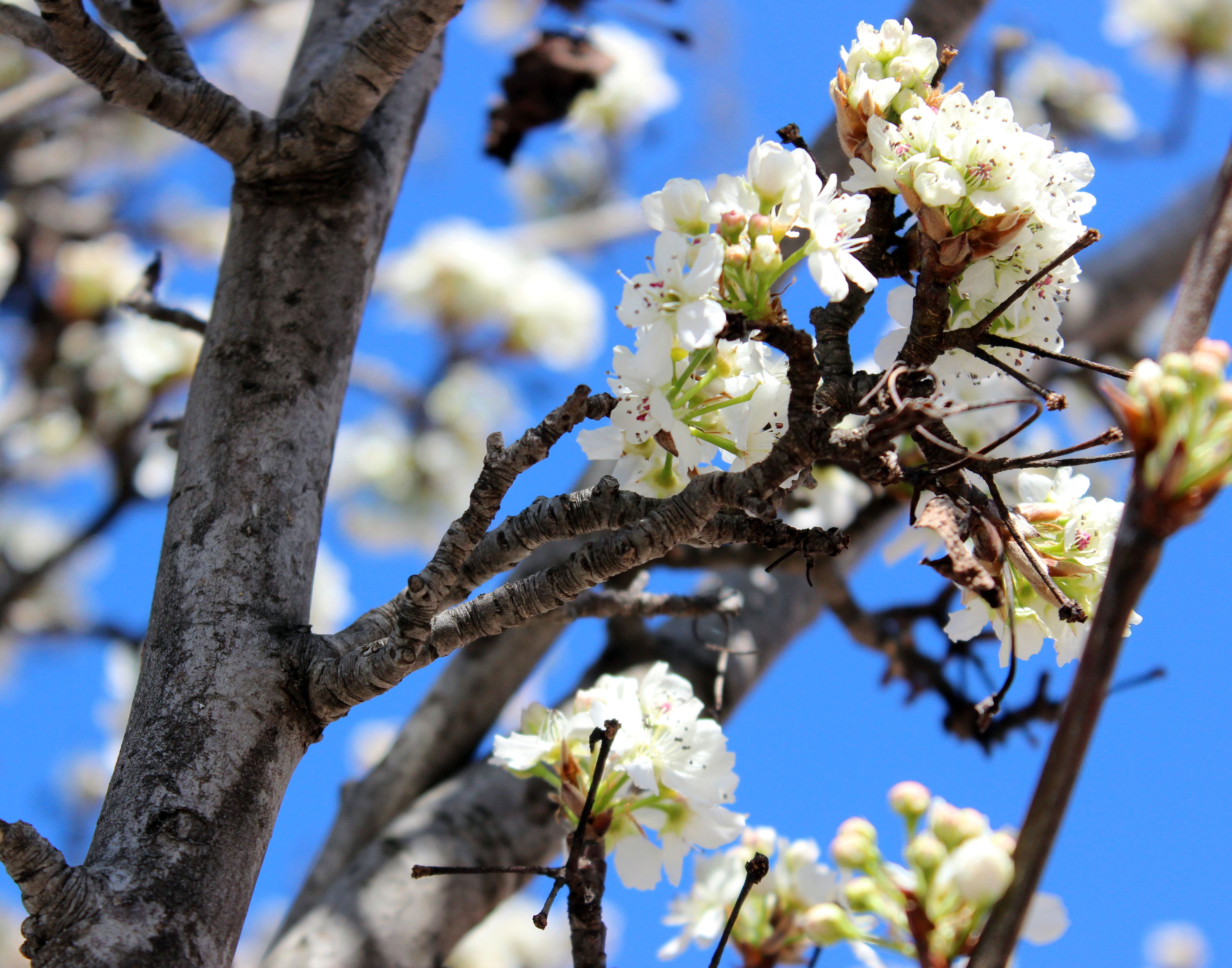 White Petaled Flowers on Tree, Beautiful, Bloom, Blooming, Blossom, HQ Photo
