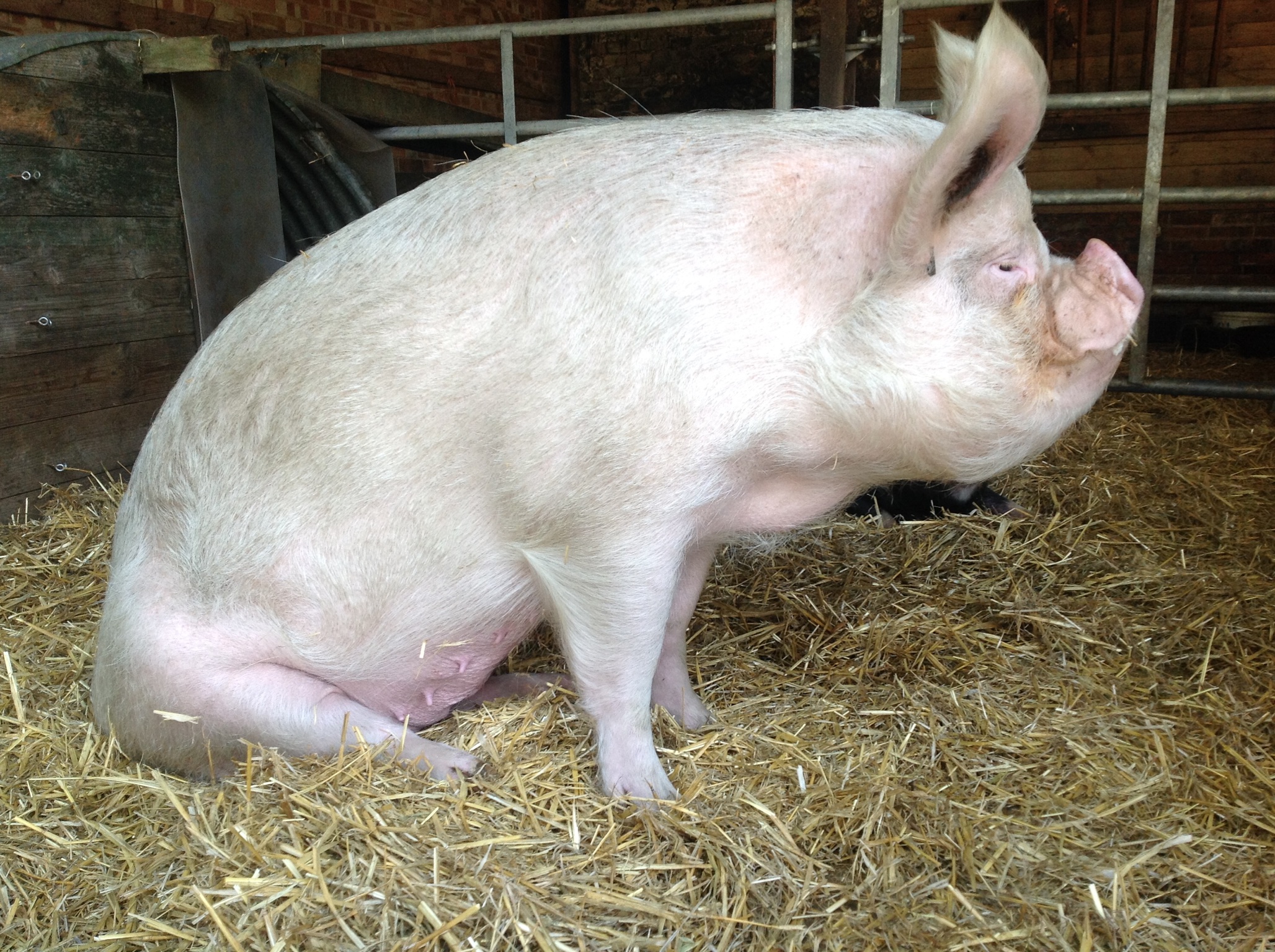 Pigs | Baylham House Farm