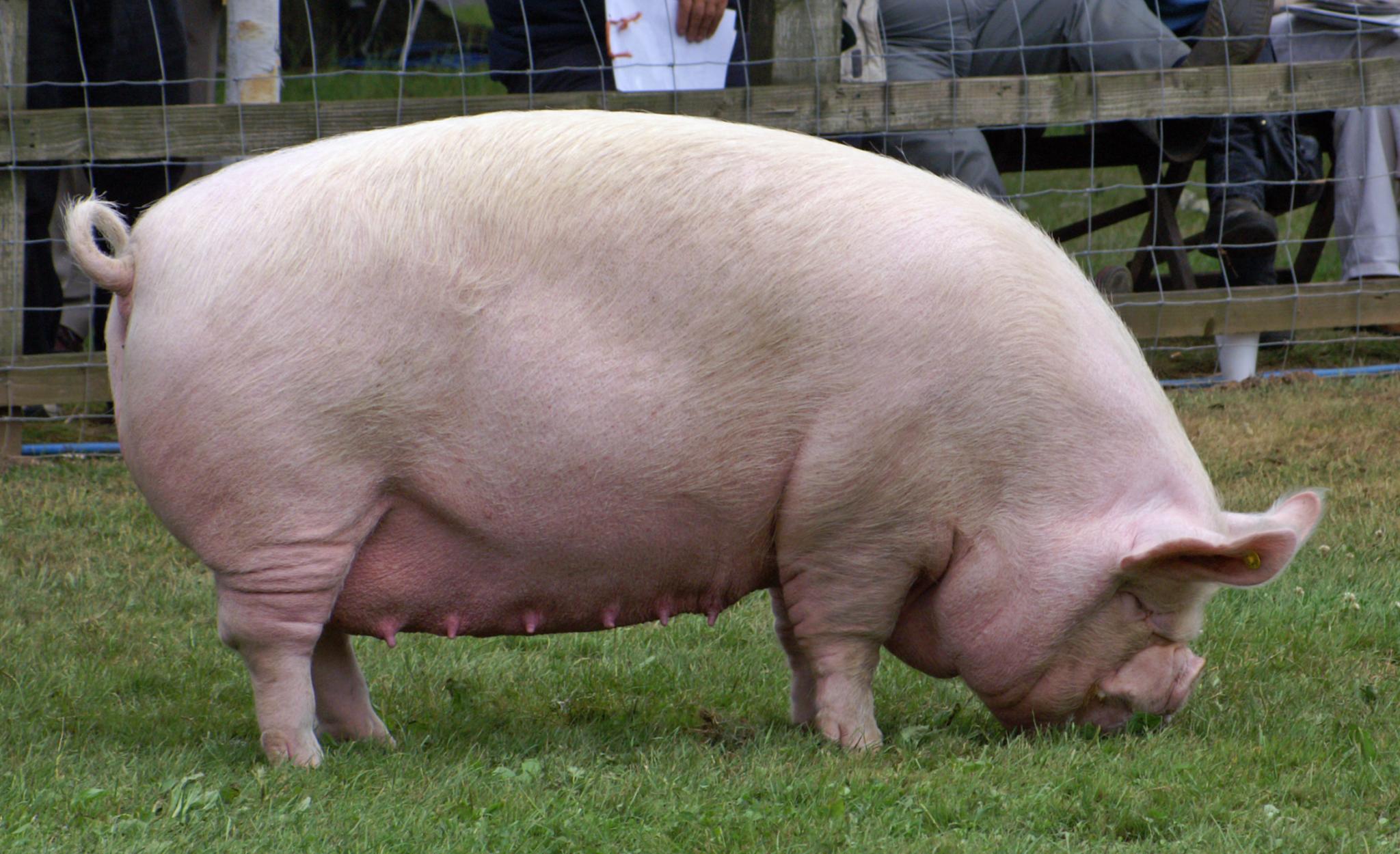 File:Middle White Sow.jpg - Wikimedia Commons