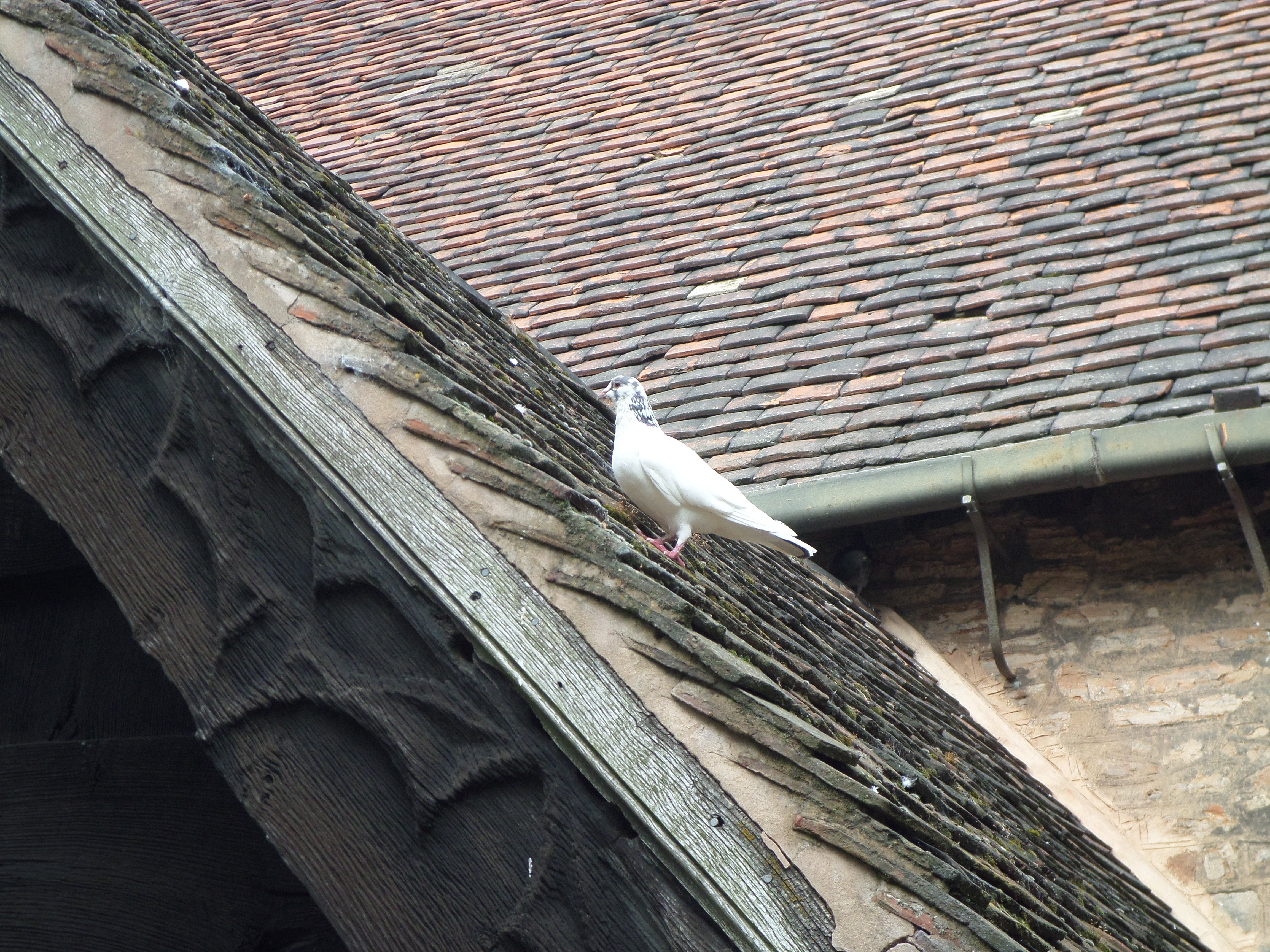White pigeon on roof photo