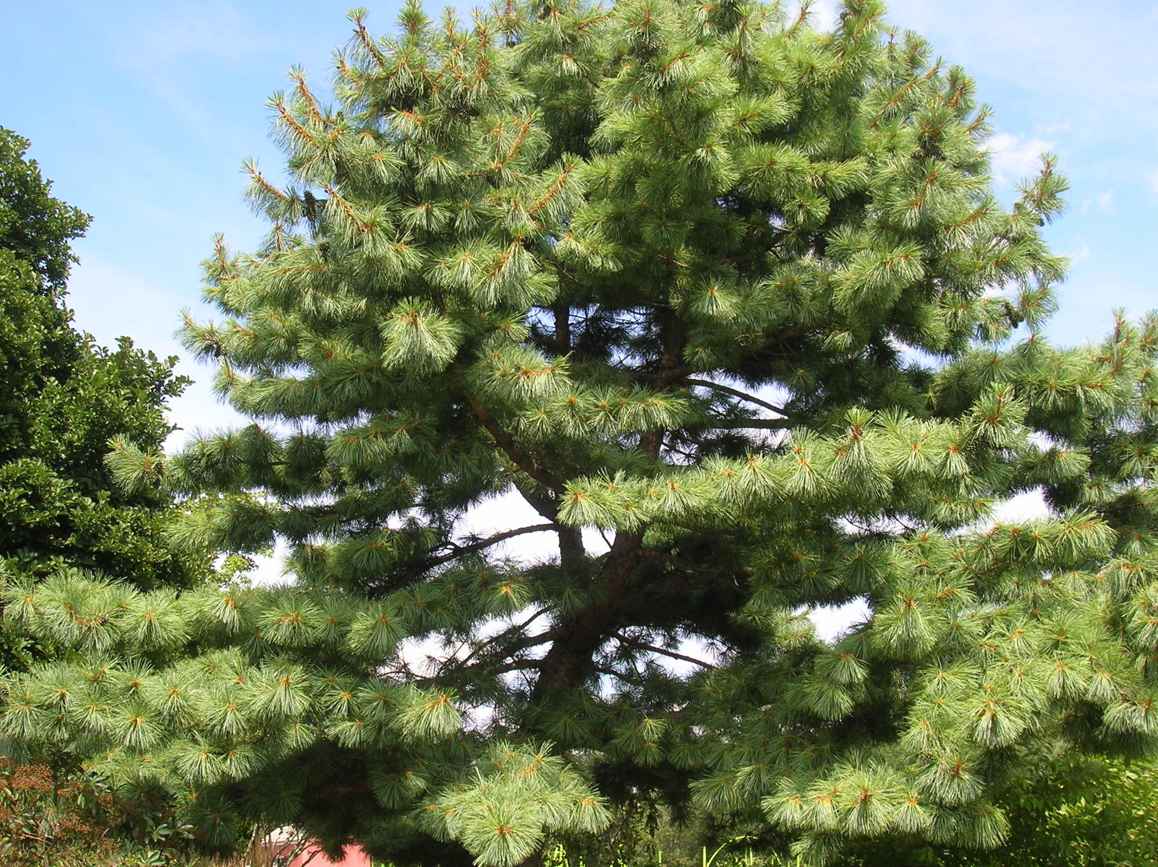 How to Grow: Eastern White Pine- growing eastern white pine trees