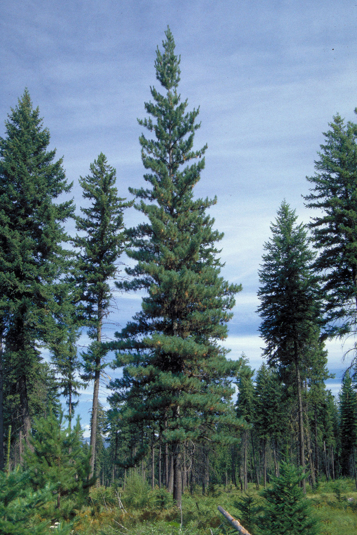Western white pine - Wikipedia