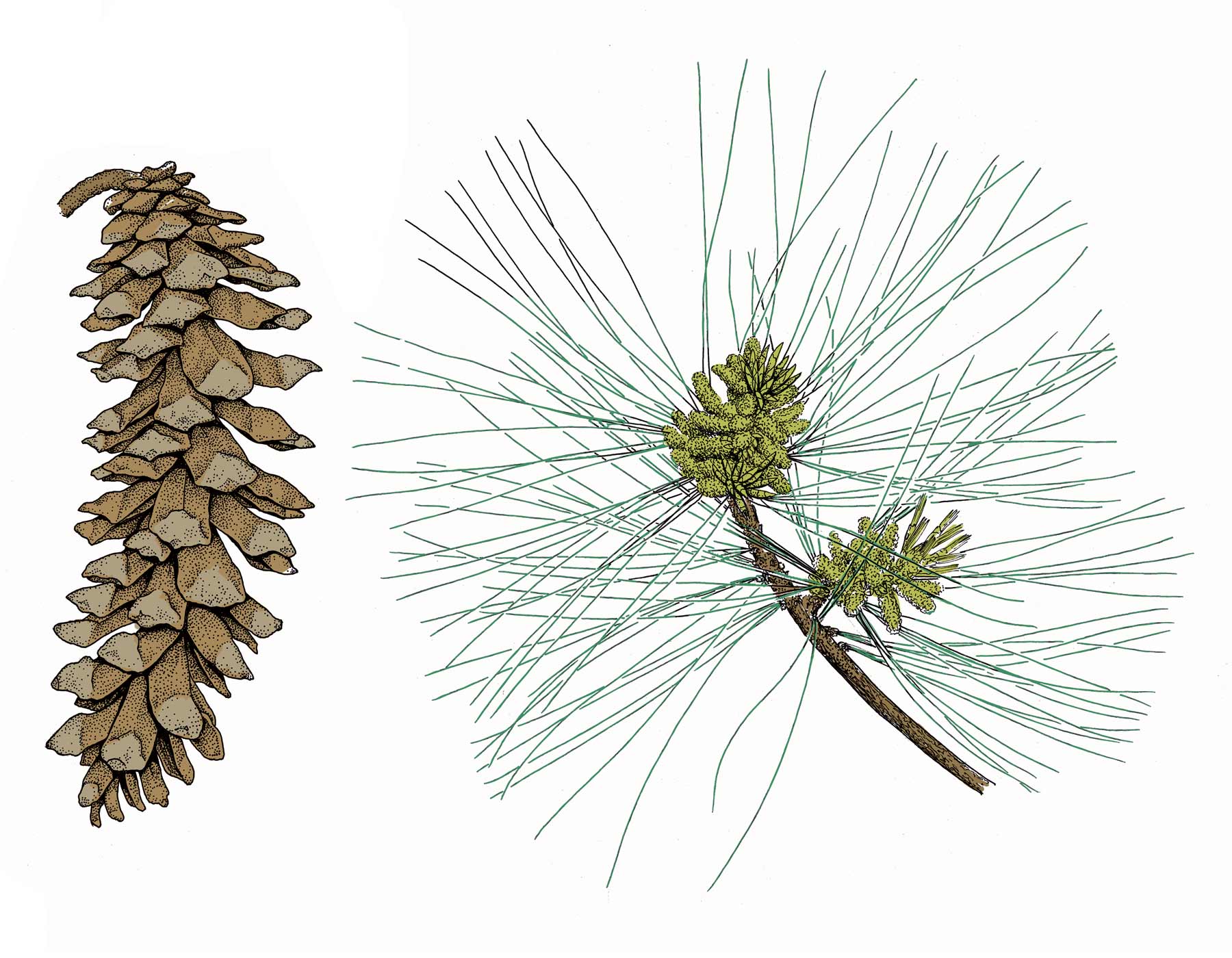 Eastern White Pine | MDC Discover Nature