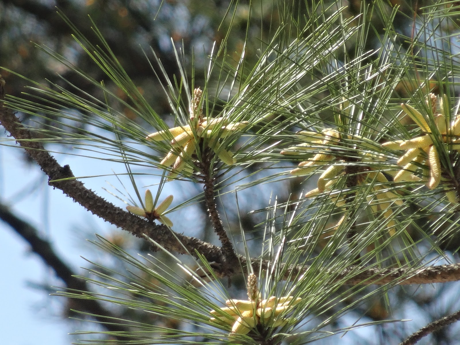 Notes From the Buffer Zone: Pine Pollen