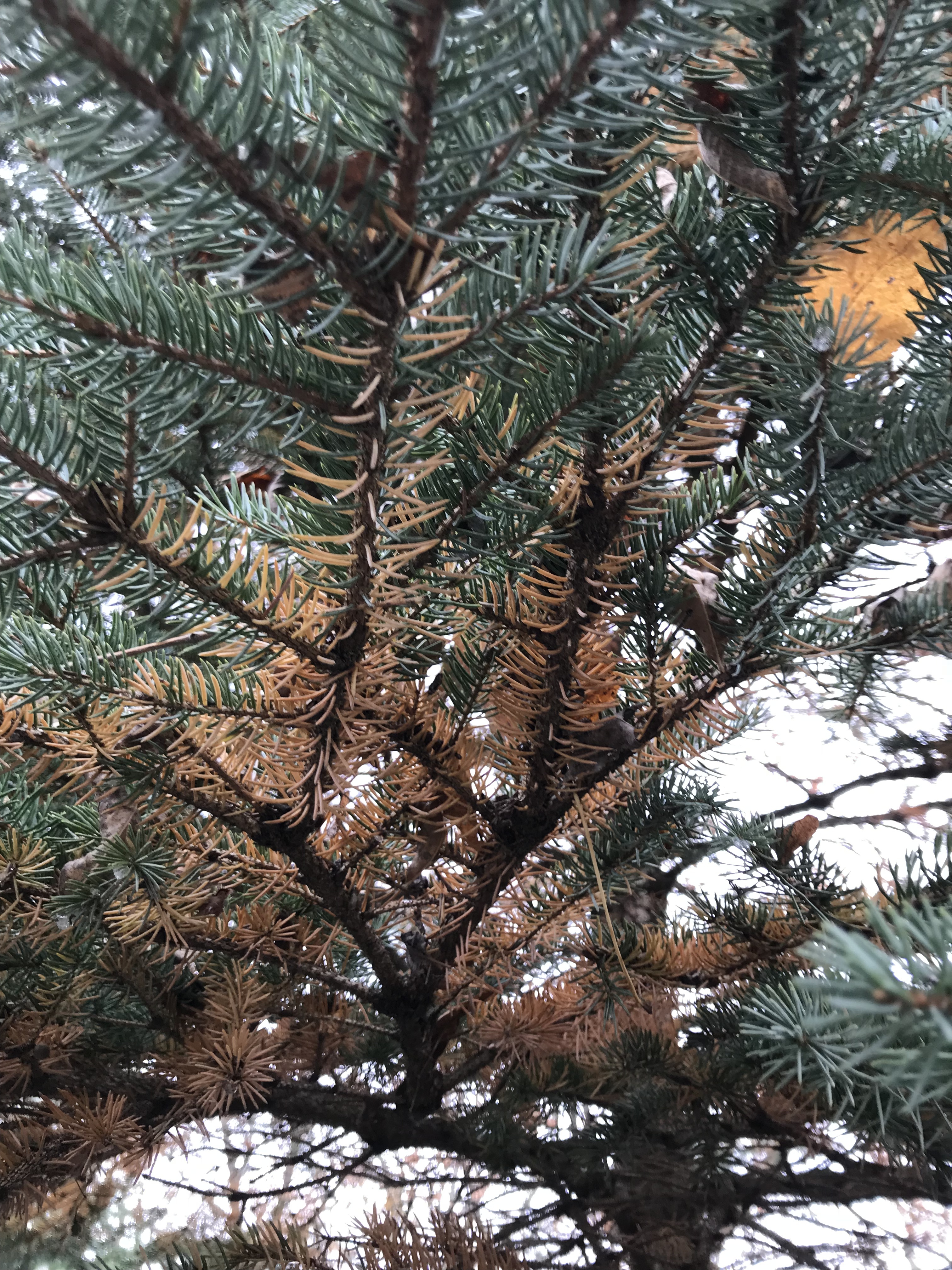 Blue Spruce rust - Ask an Expert