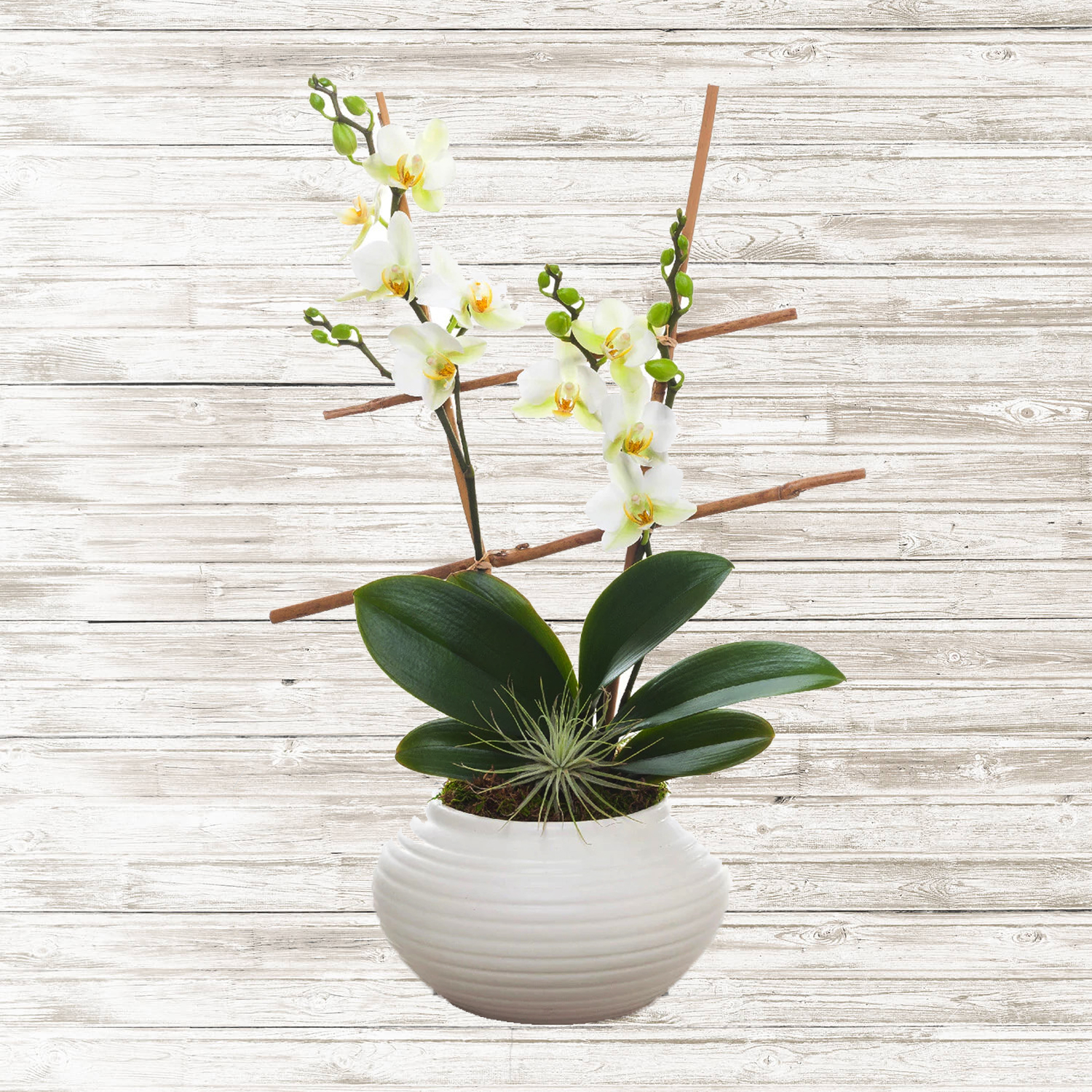 Double Phalaenopsis White Orchid Plant – Flowers of weston