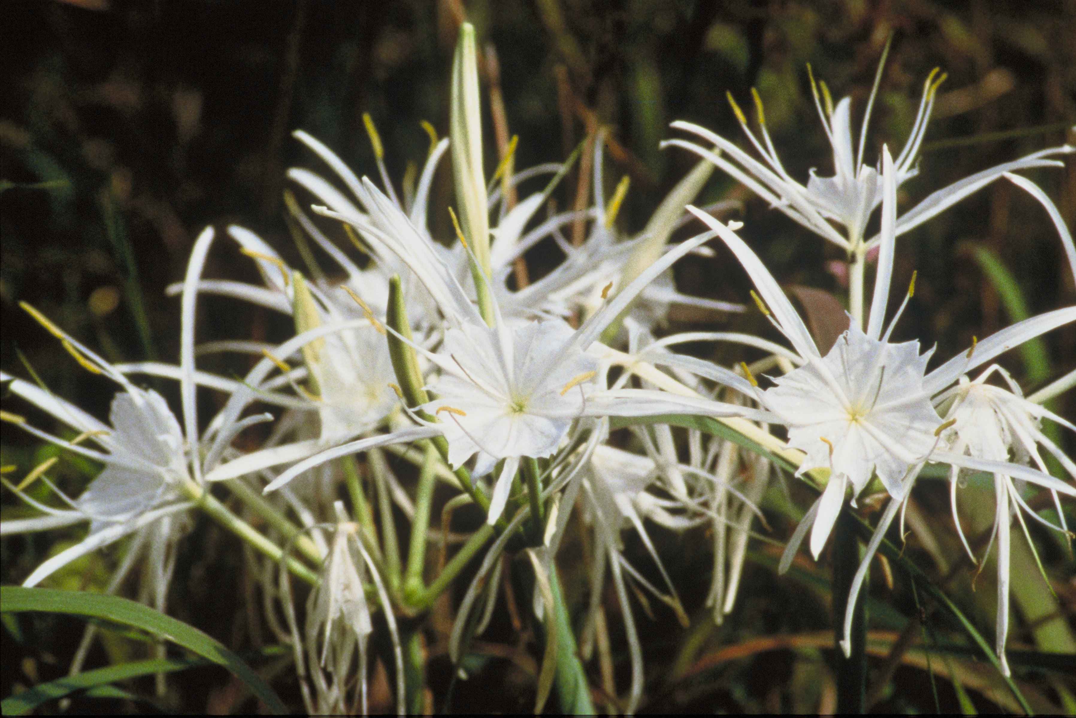 File:Spider lilies plants higanbana with white flowers.jpg ...