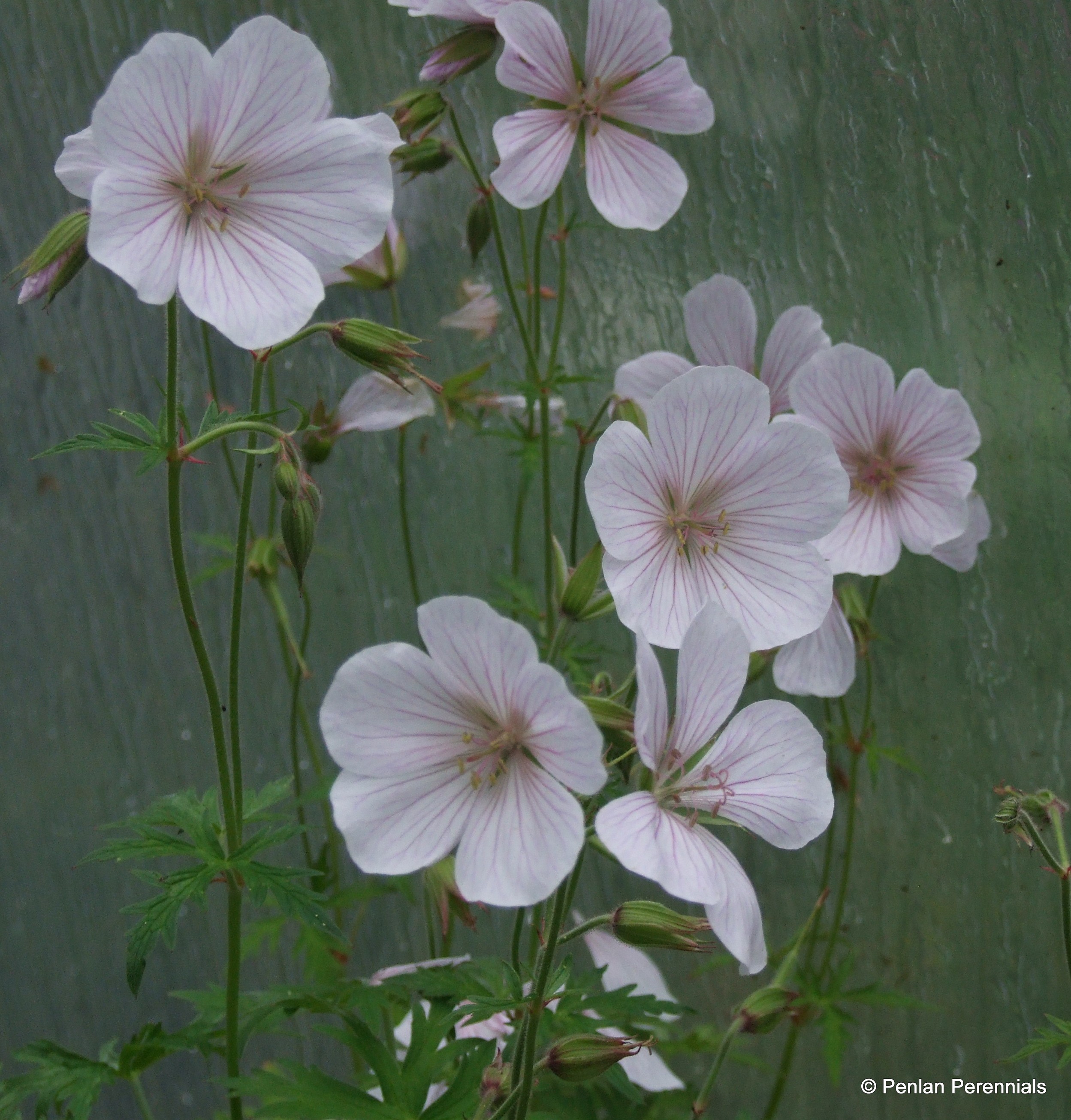 Geranium clarkei 'Kashmir White' – Penlan Perennials Nursery