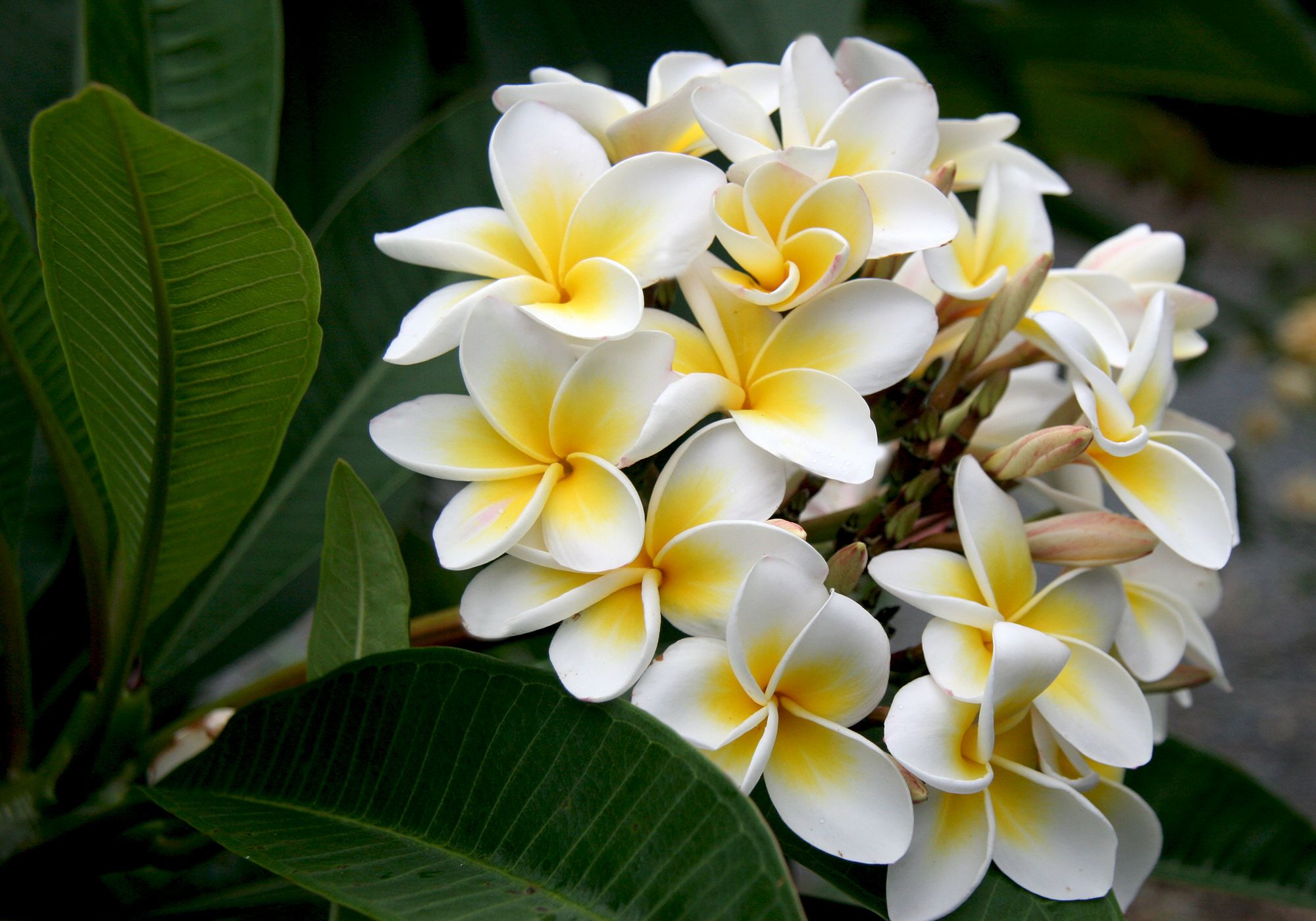 White plumaria flowers photo