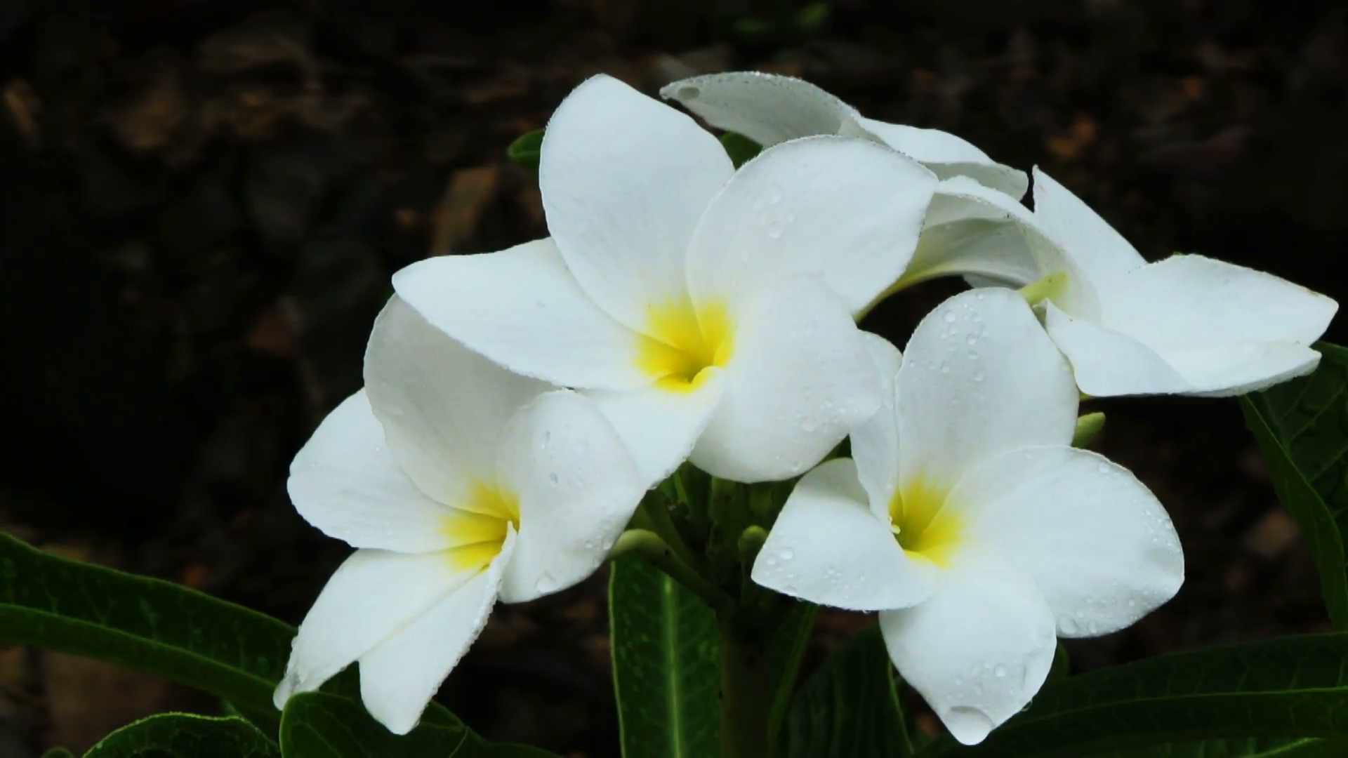 White plumeria flowers on black background Stock Video Footage ...