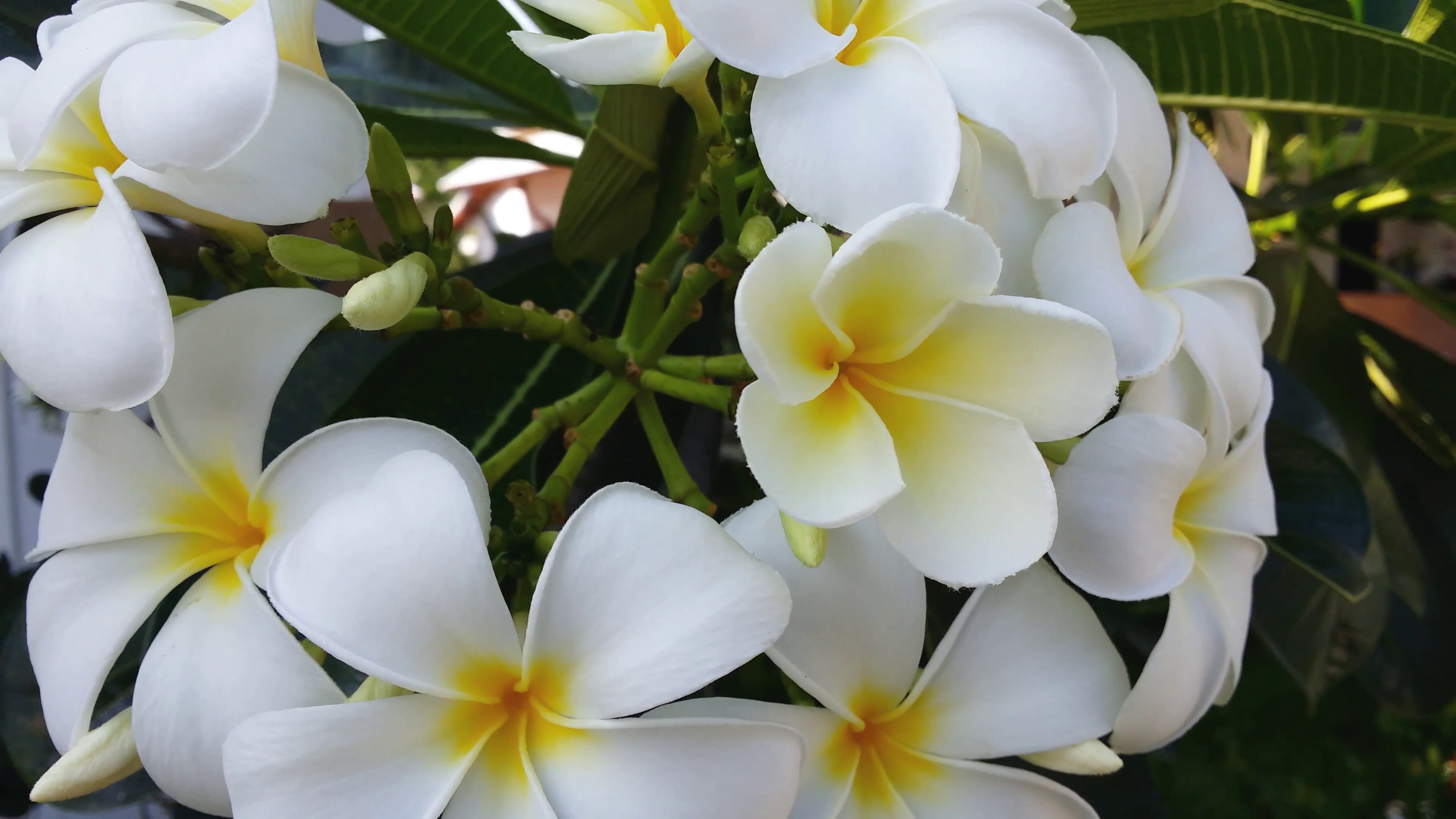 Bright white flowers of plumeria tree in full bloom on branch ...