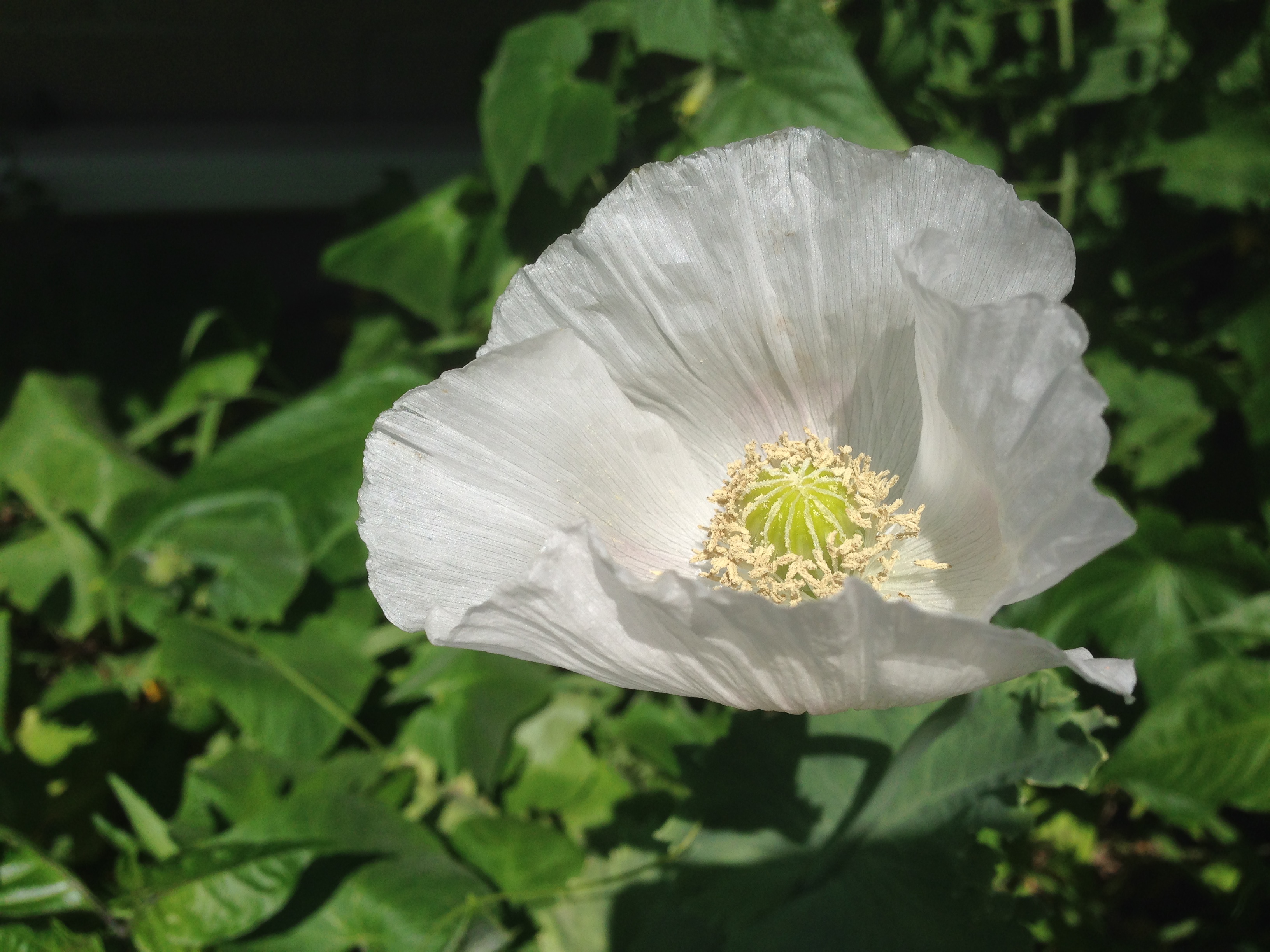 White poppy flower photo