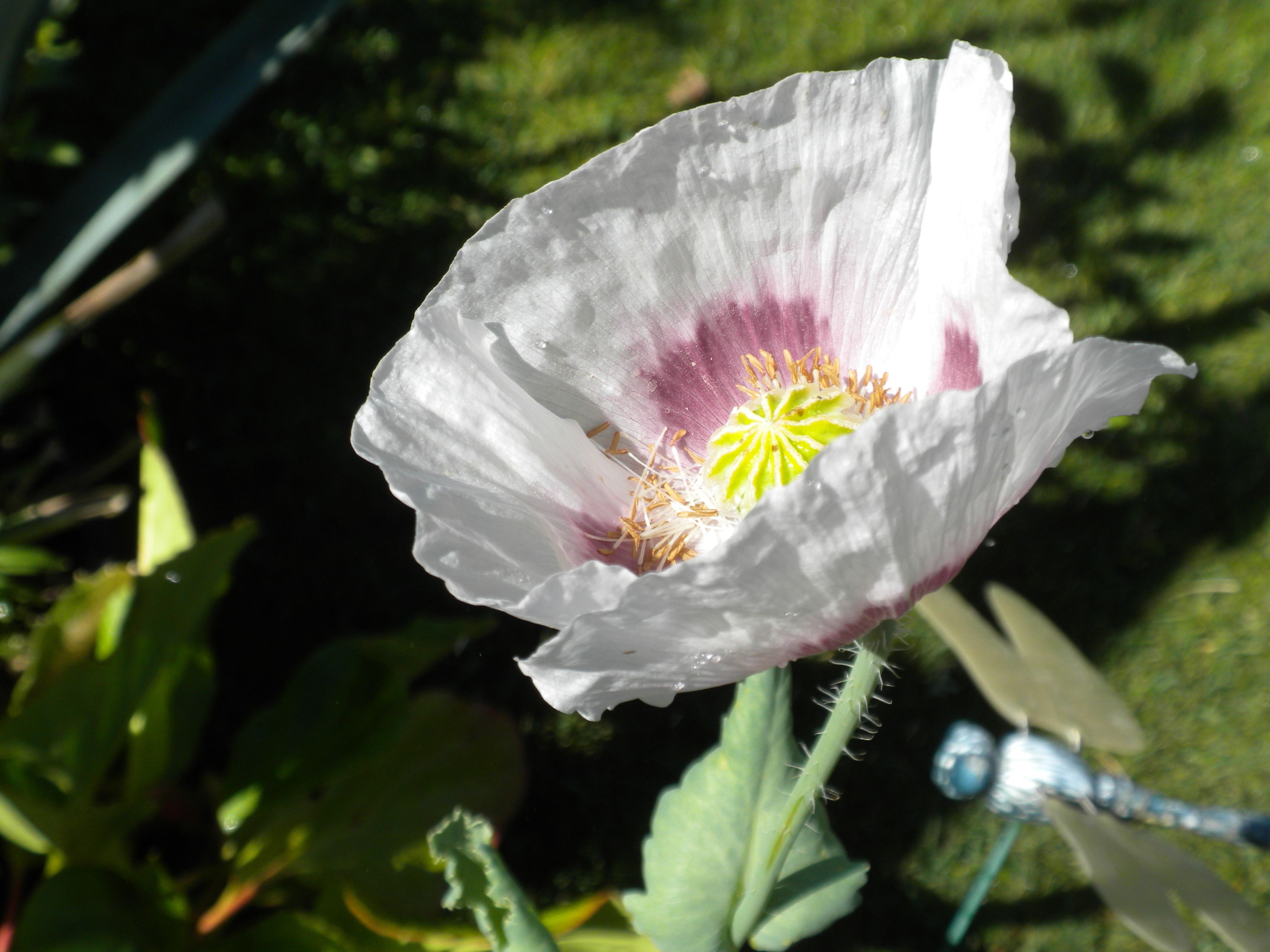 Persian White Poppy seeds, Papaver somniferum, India, 4 sizes