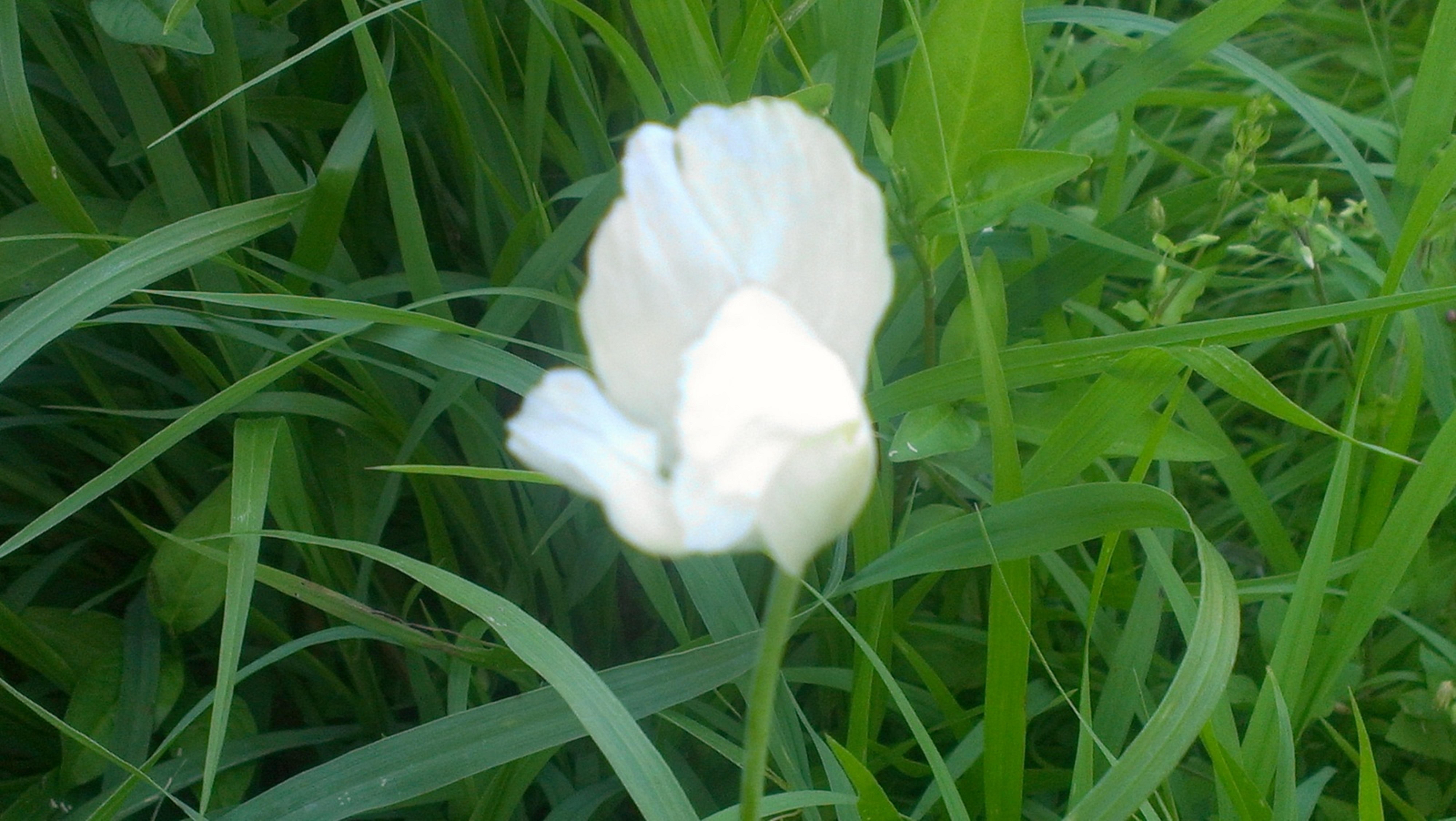 Persian White poppy | World Seed Supply