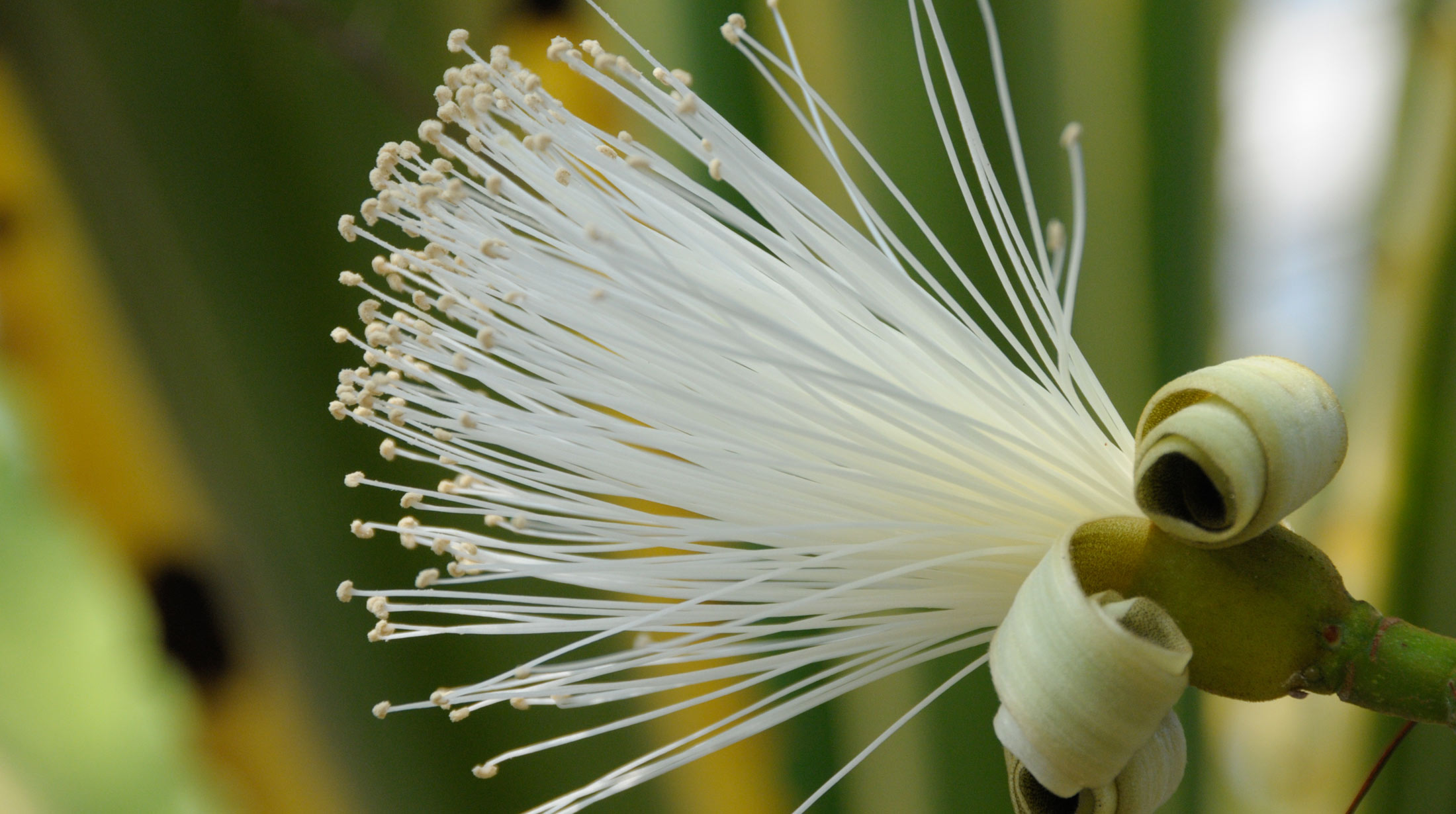 White pseudobombax flower photo
