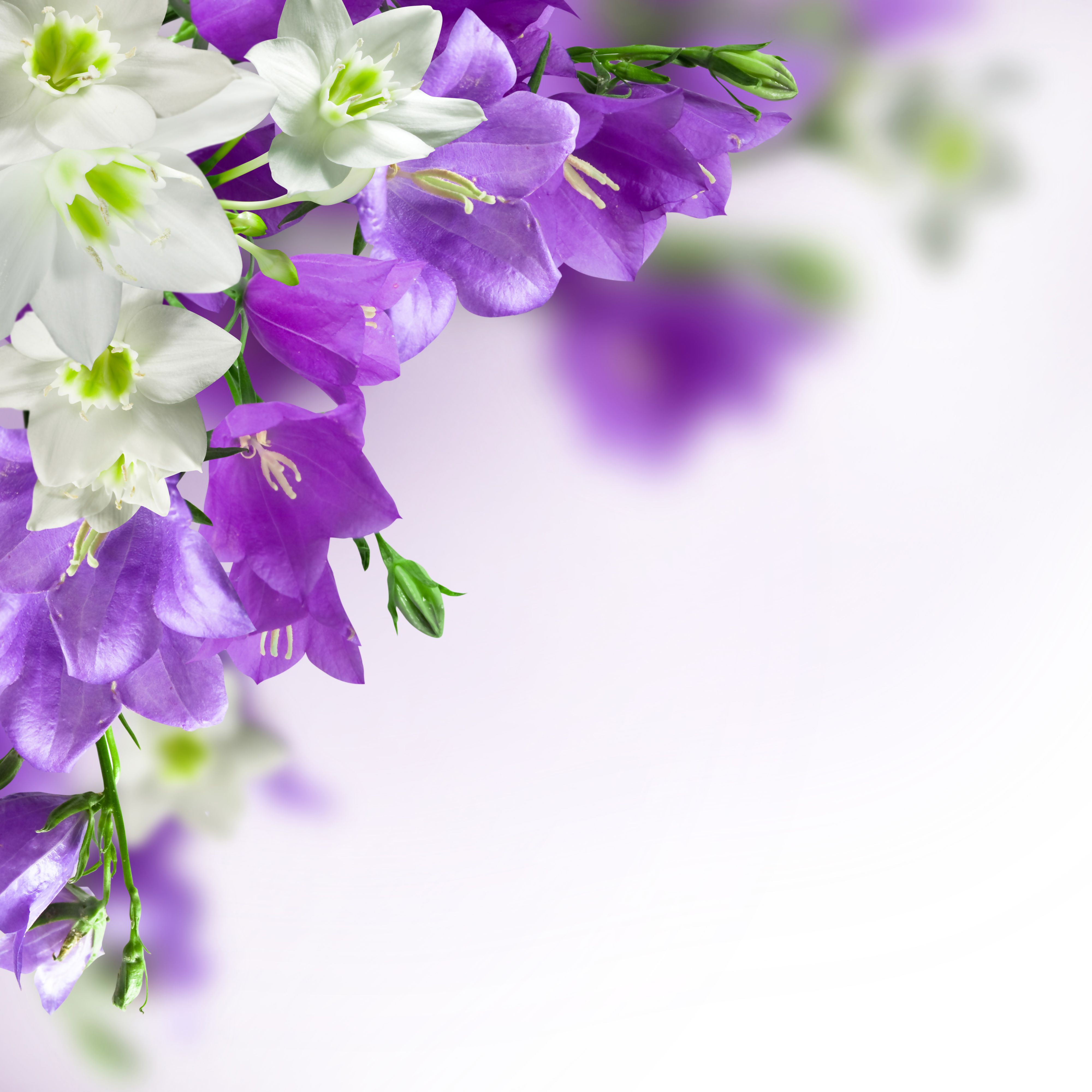 Spring Background with White and Purple Flowers | Frames & Cards ...