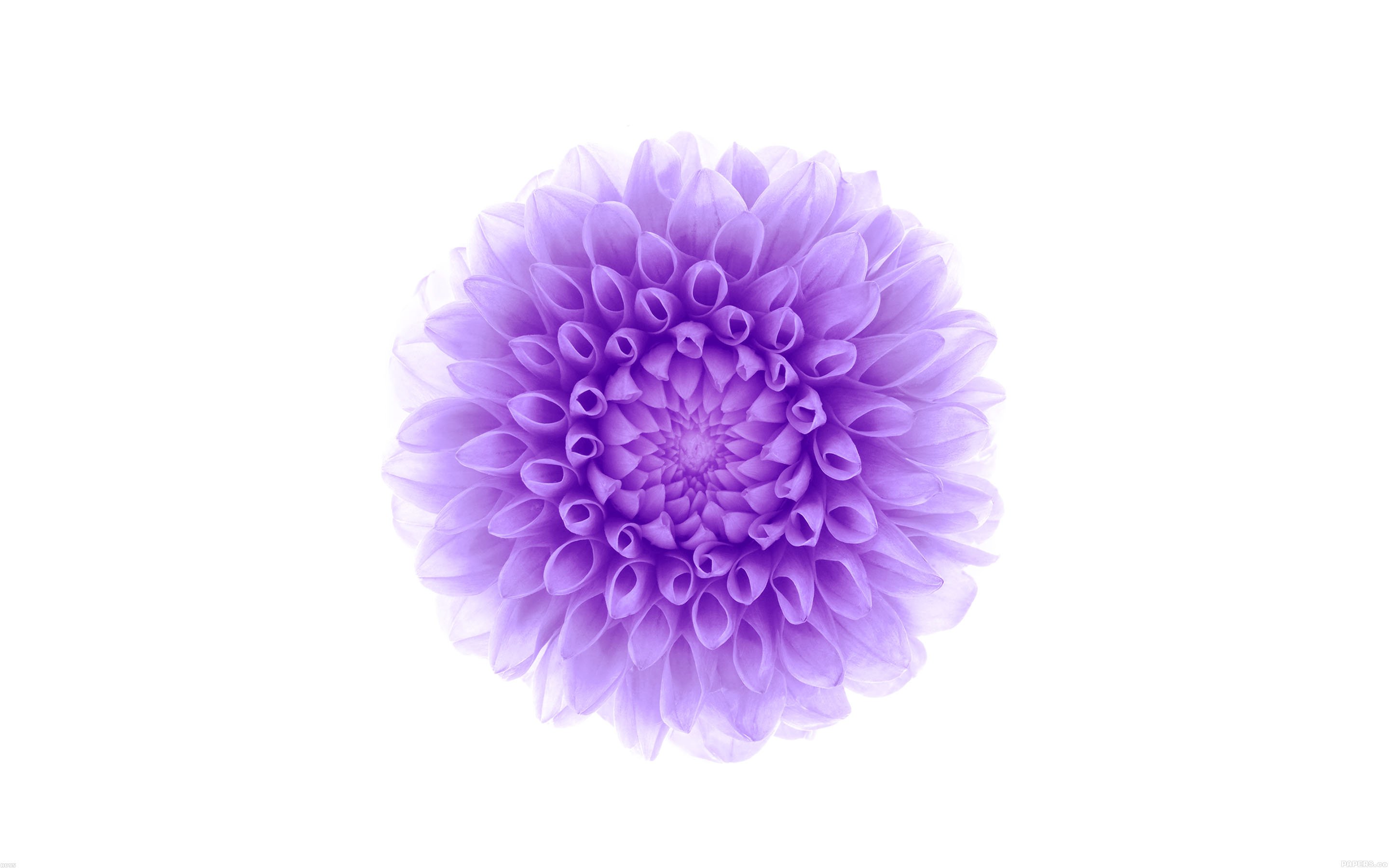 Flowers White Purple Flower wallpapers (Desktop, Phone, Tablet ...