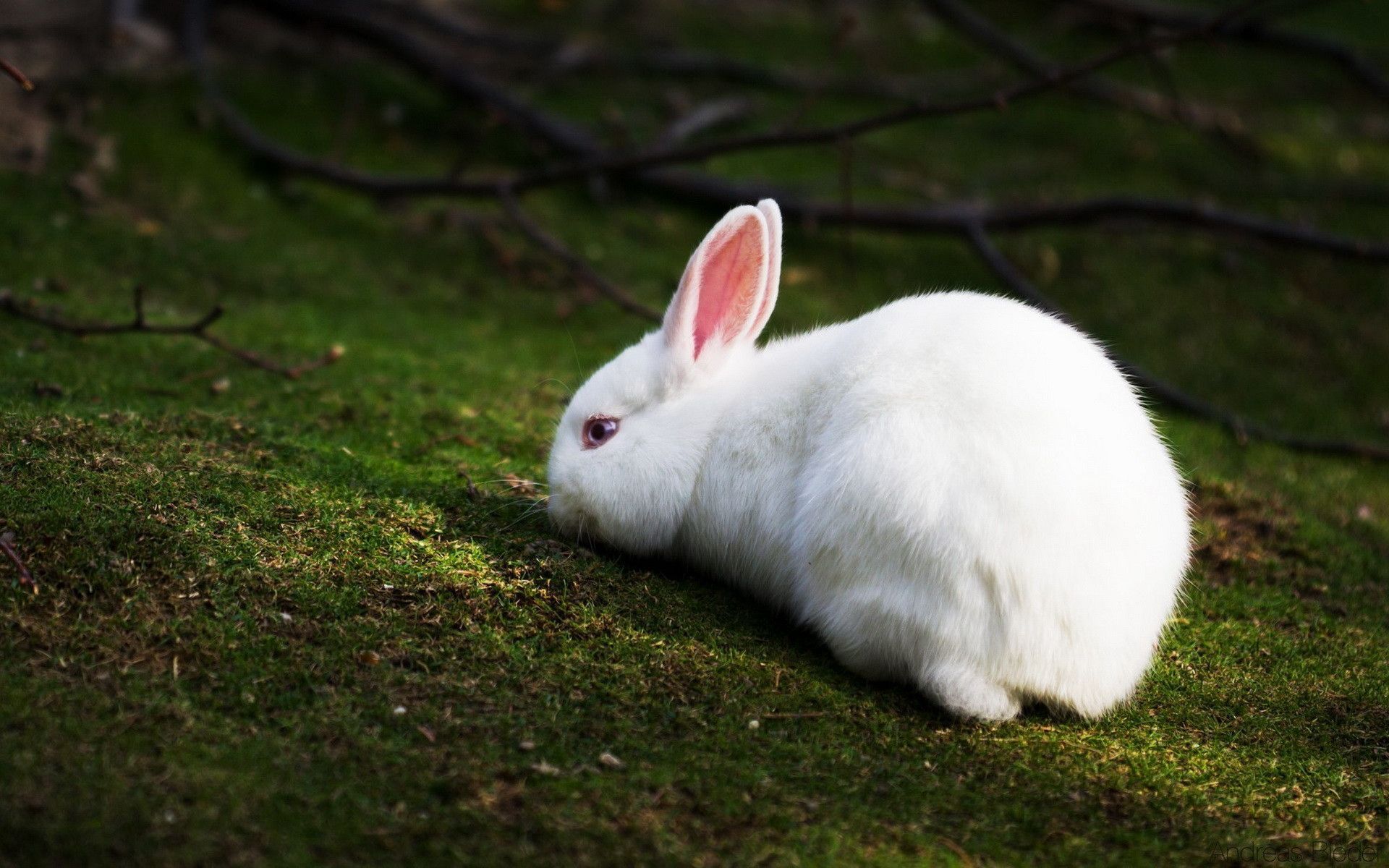 White Rabbit Symbolic Meaning – Whispers, Channels, Prophecies & Visions