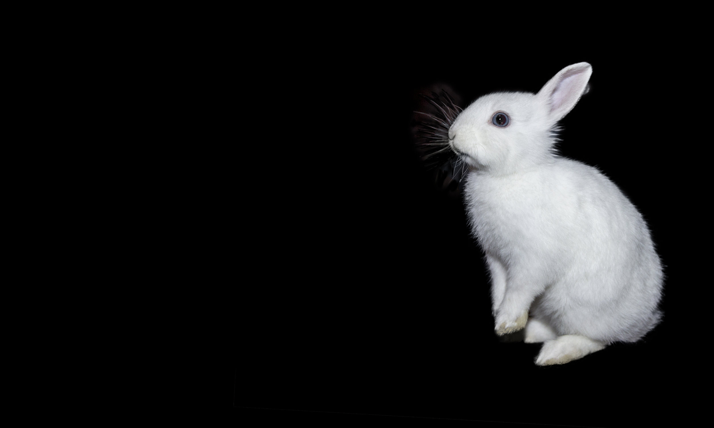 The White Rabbit Enigma
